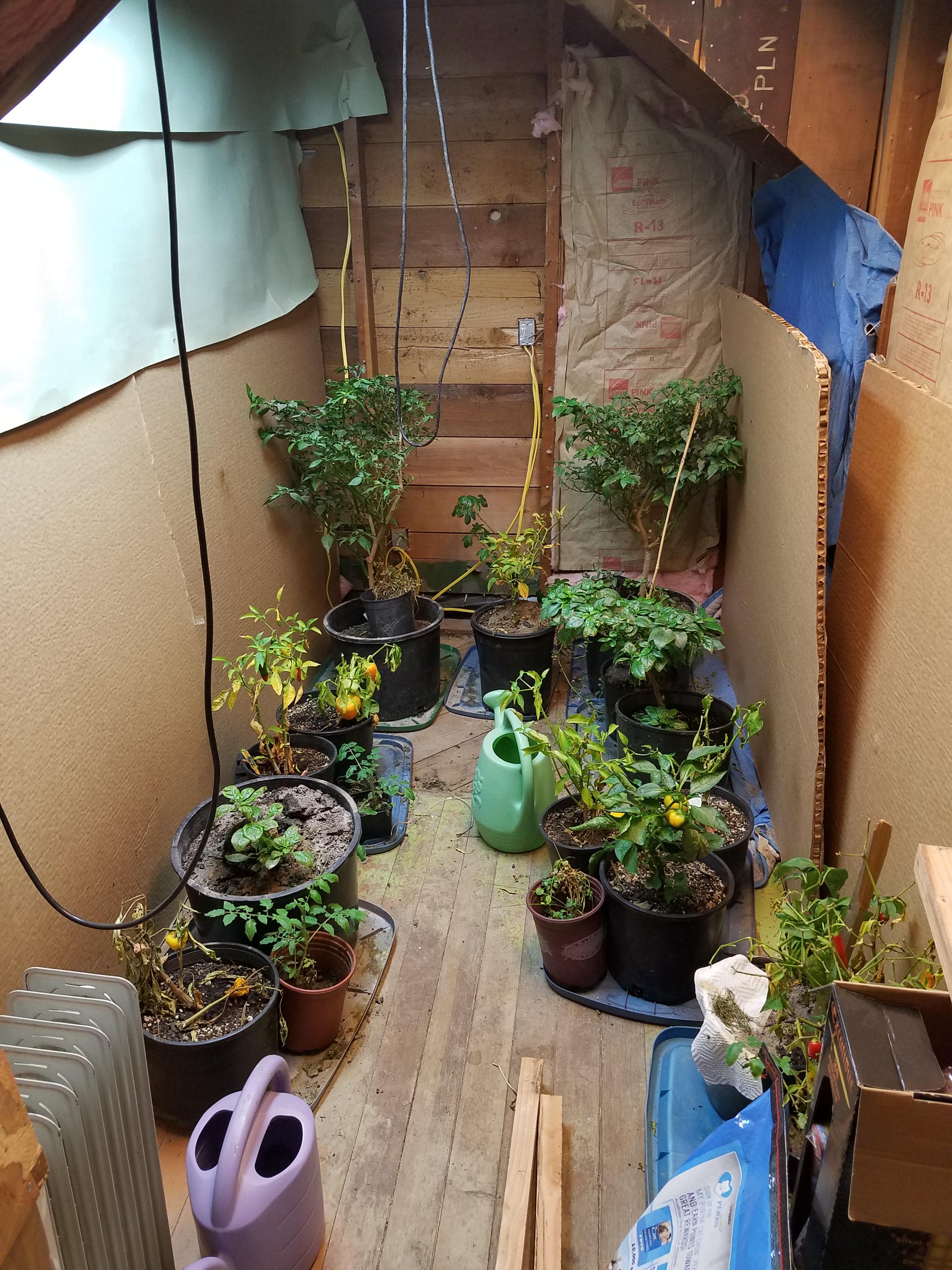 Indoor peppers over winter the reapers are 4 years old now. r/gardening