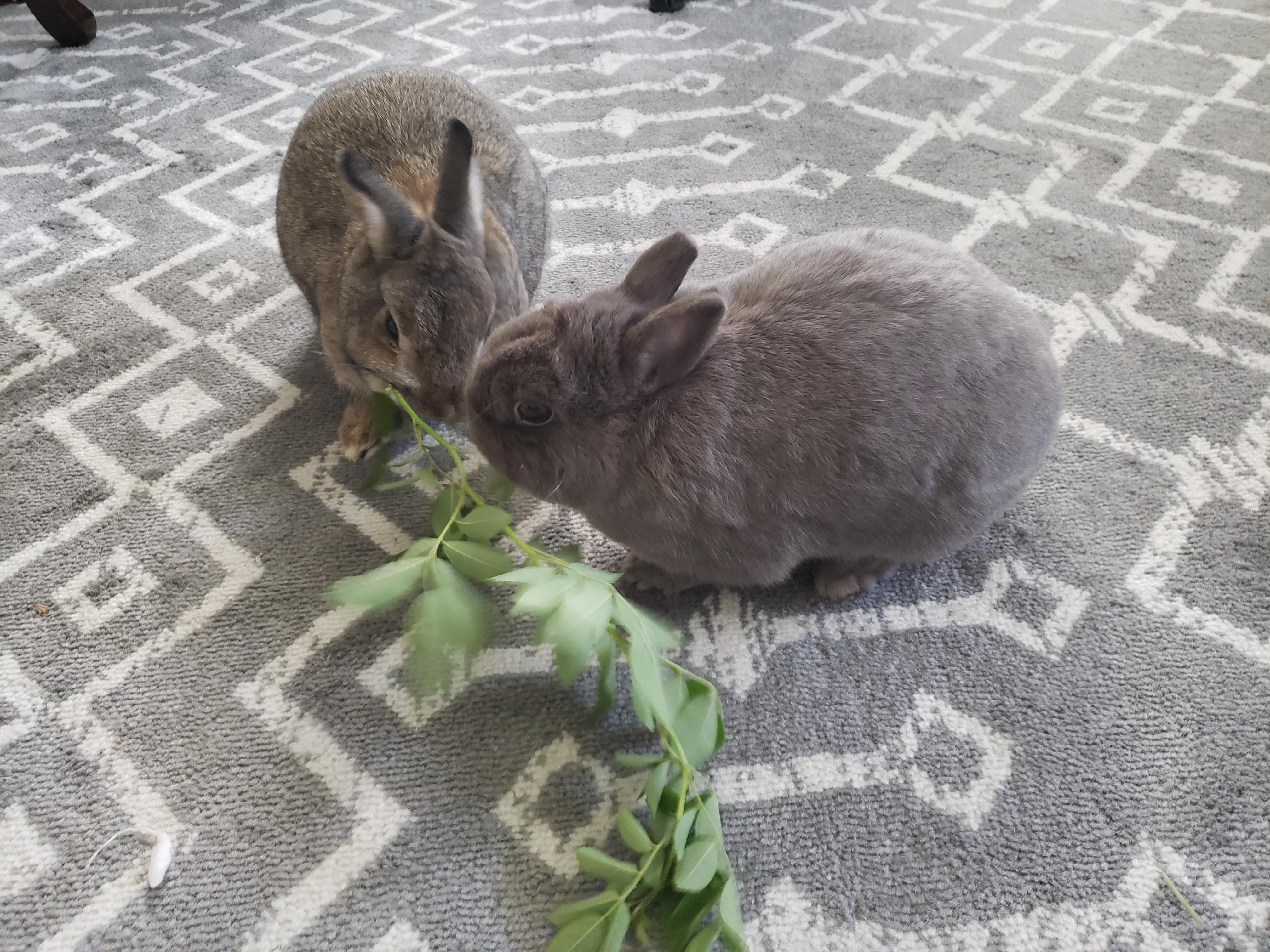 WE DID IT! After 6 months Pip and Hilde have bonded. r/Rabbits