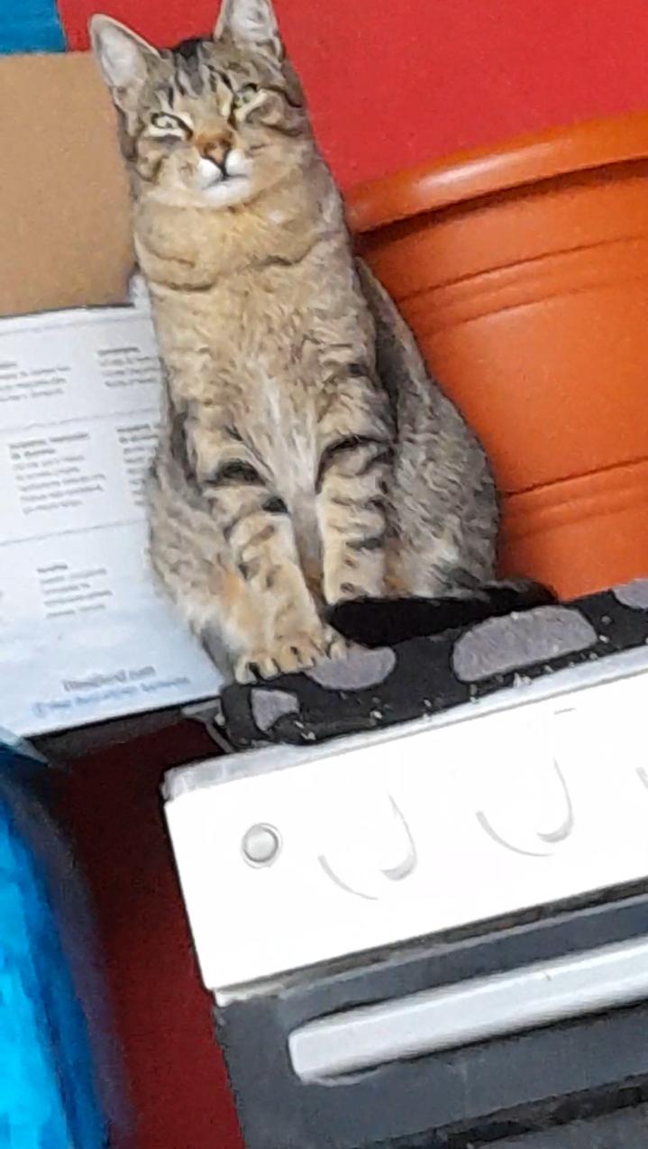 Low quality picture, but my cat staring at me from the top of the oven