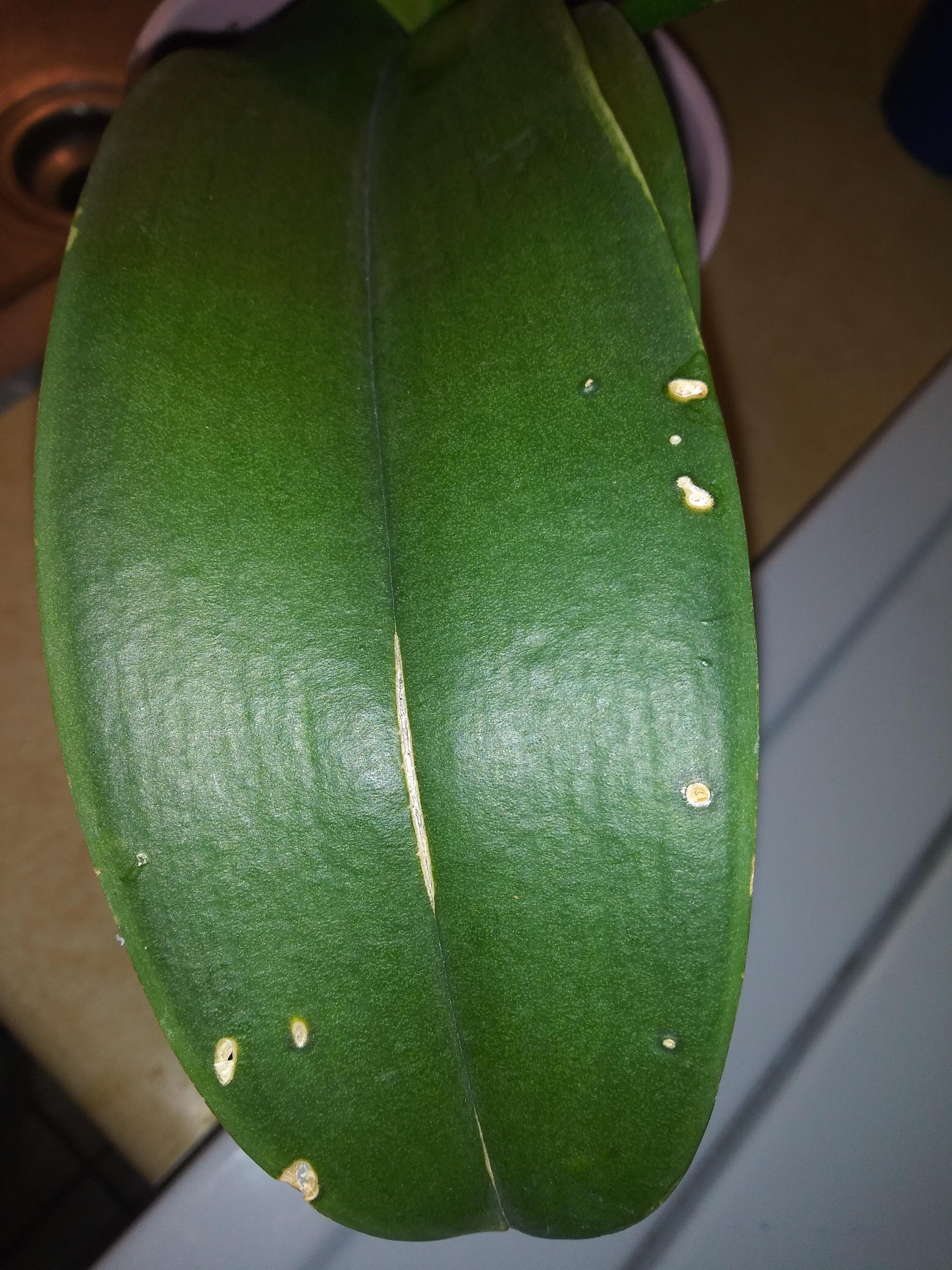 What are these spots on my phalaenopsis? This orchid is very healthy