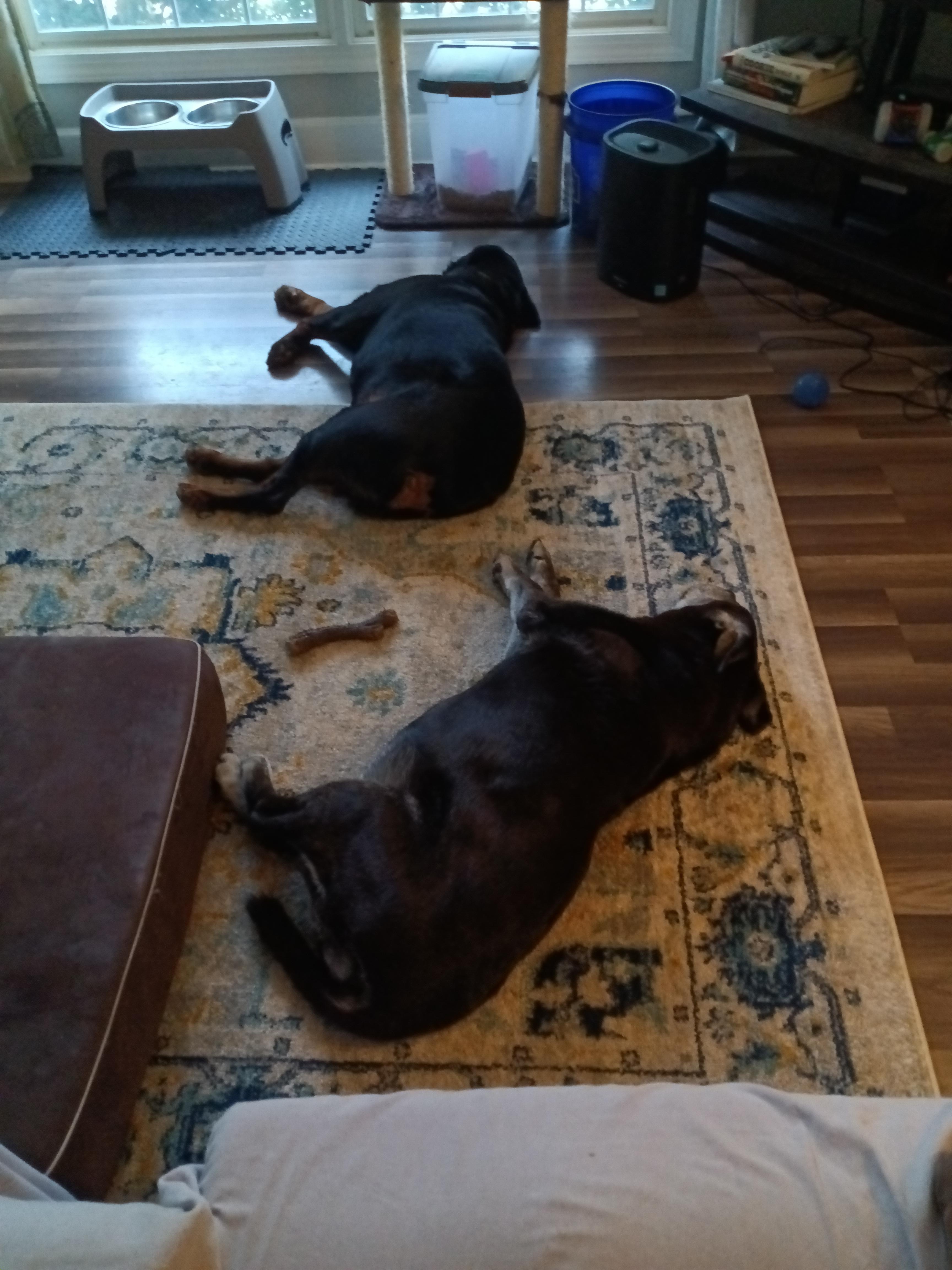 hey guys we adopted Hercules about 6 months ago... he doesn't socialize