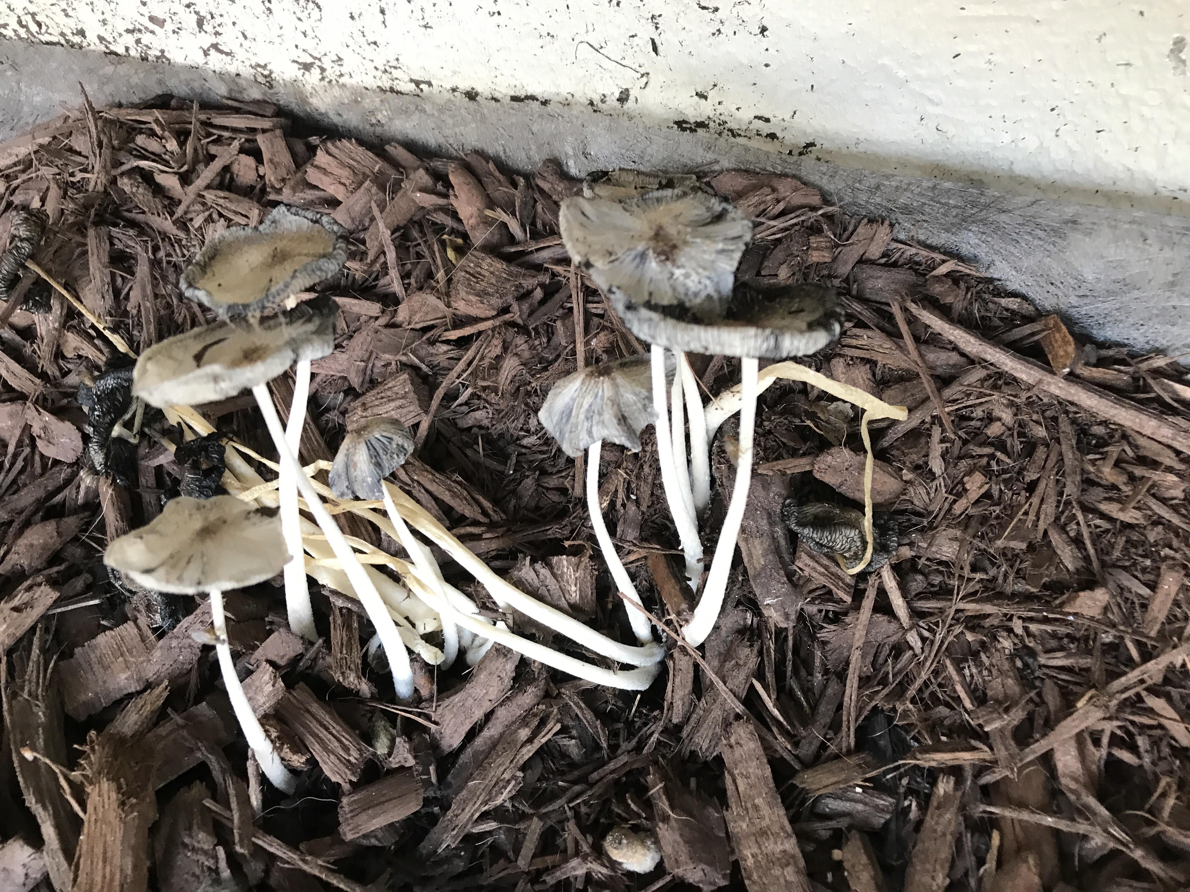 What species is this? They keep growing in the mulch under my deck. I'm