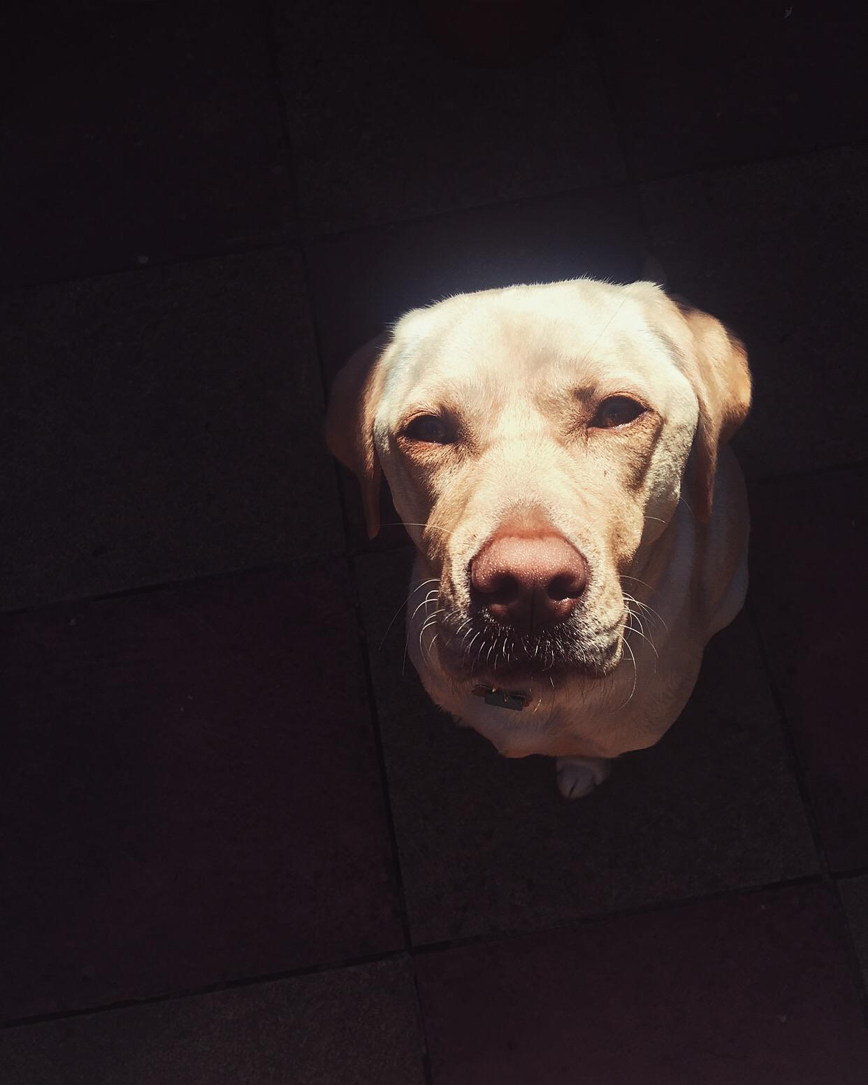 3 year old lab called Ruby r/rarepuppers