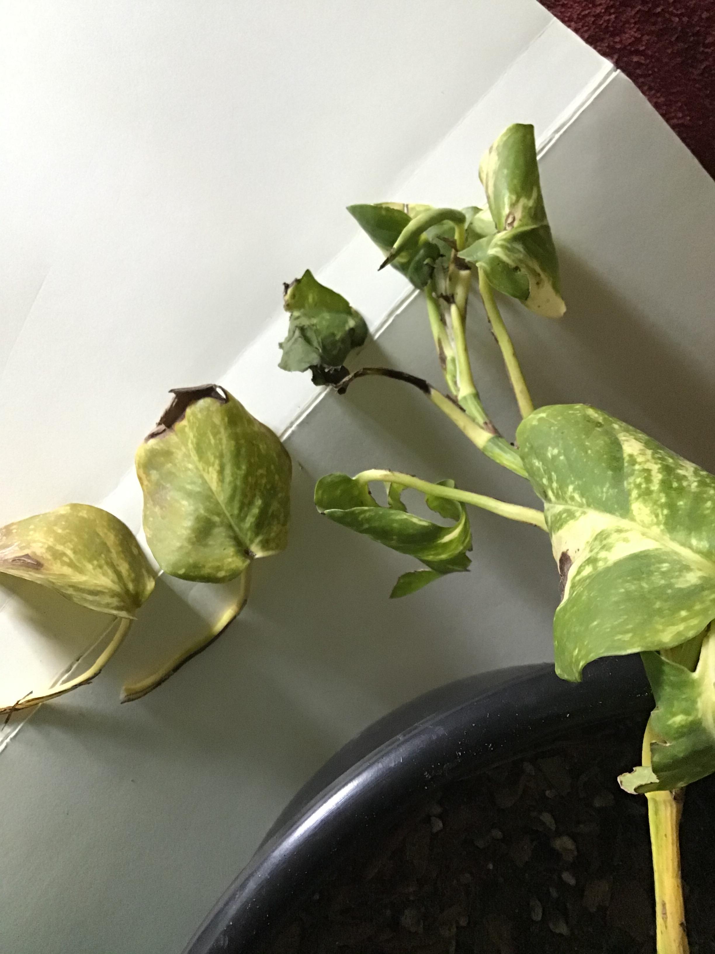 Pothos drying up and yellowing? The leaves that are still the greenest