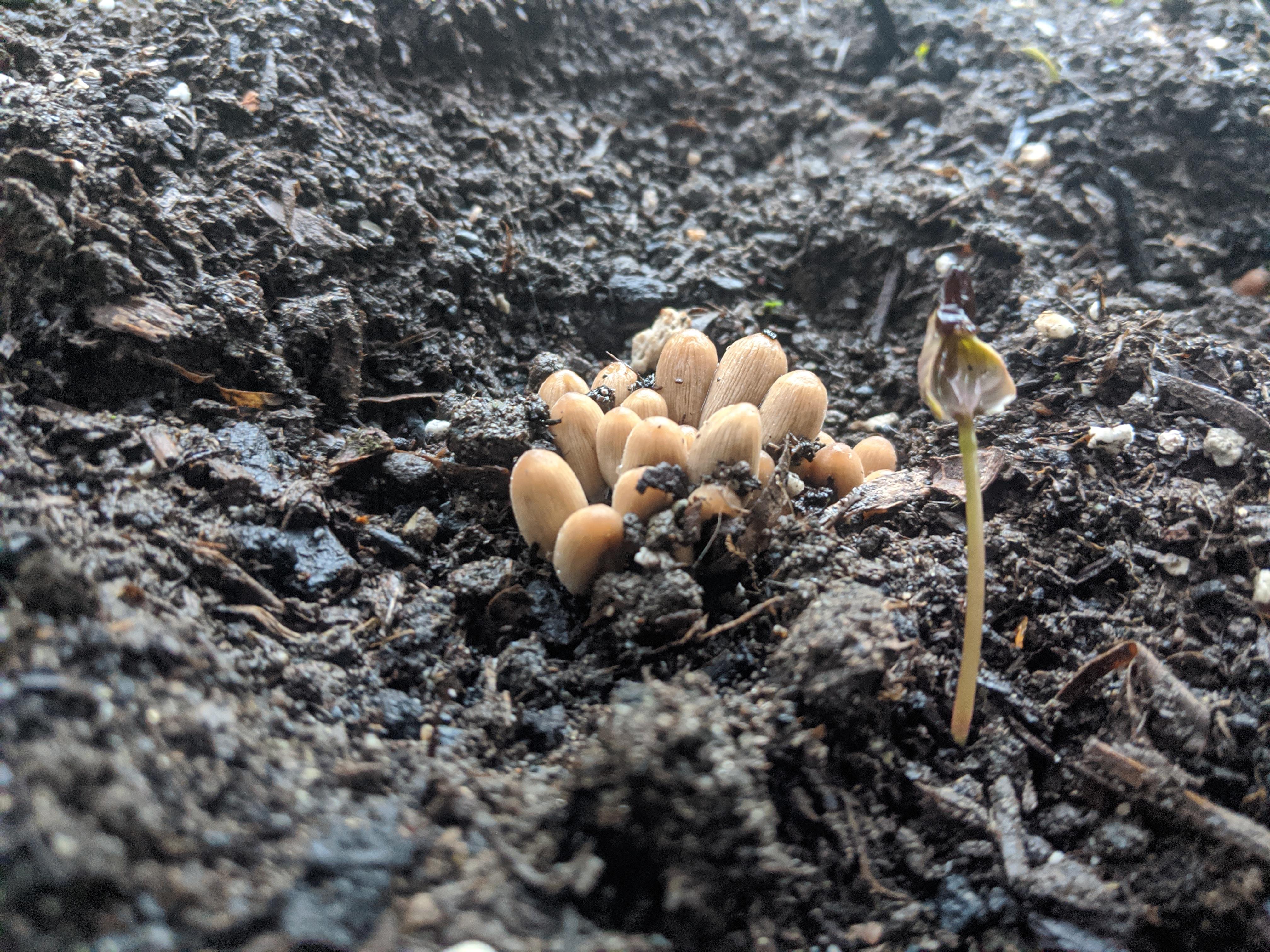 Can anybody tell me what is growing in my flower bed? Pacific Northwest