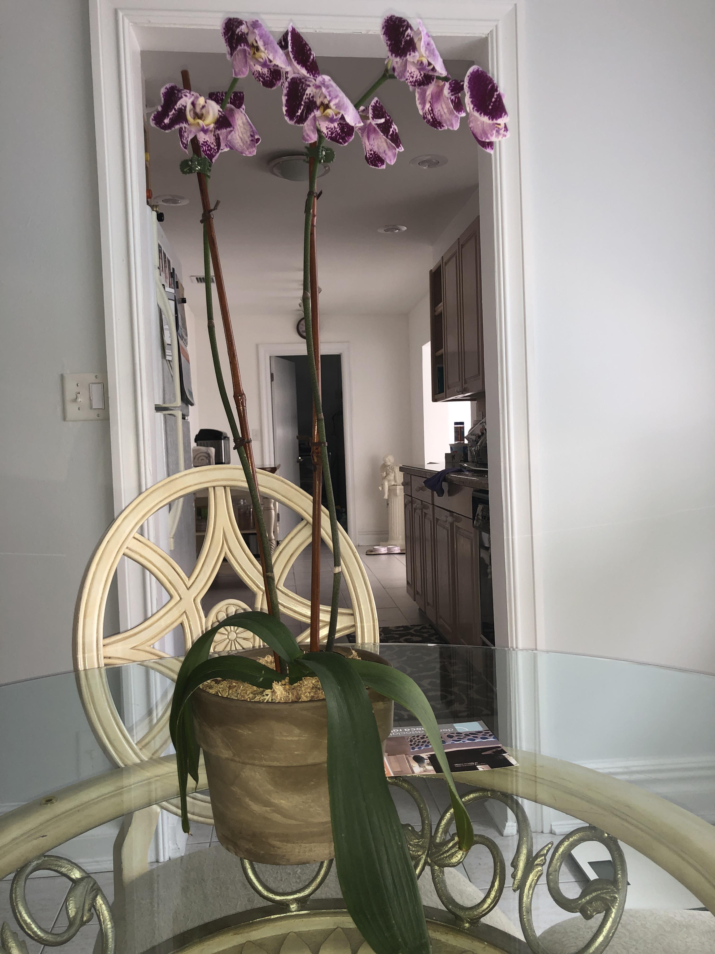 Please help!! New orchid has folded over flowers and droopy wrinkled