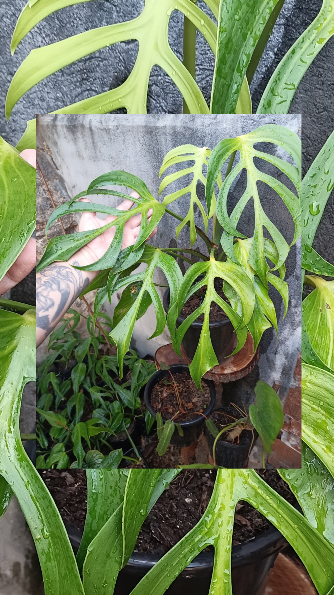 Burle Marx Flame r/rareplants