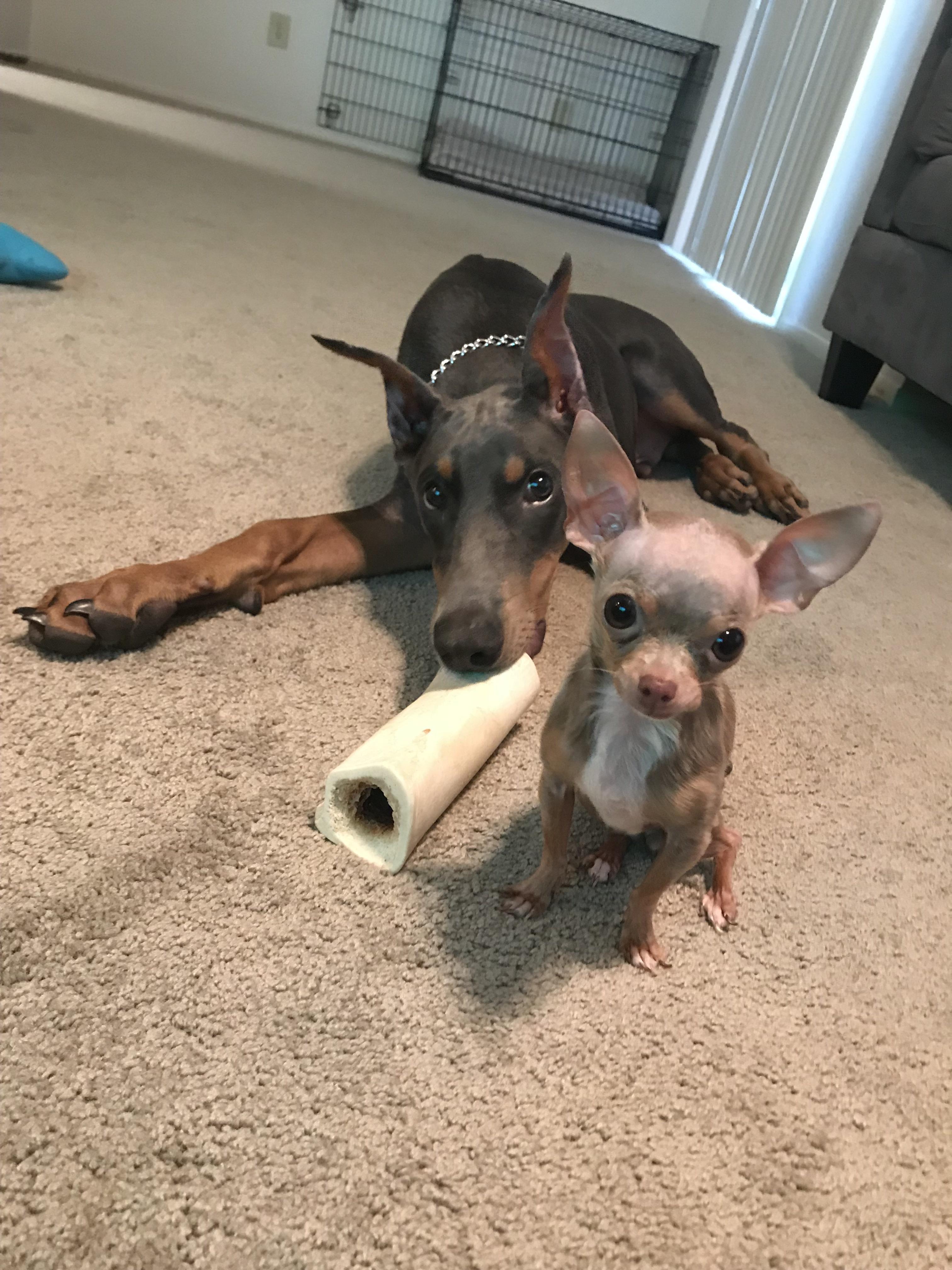 Dog bone for scale r/Chihuahua