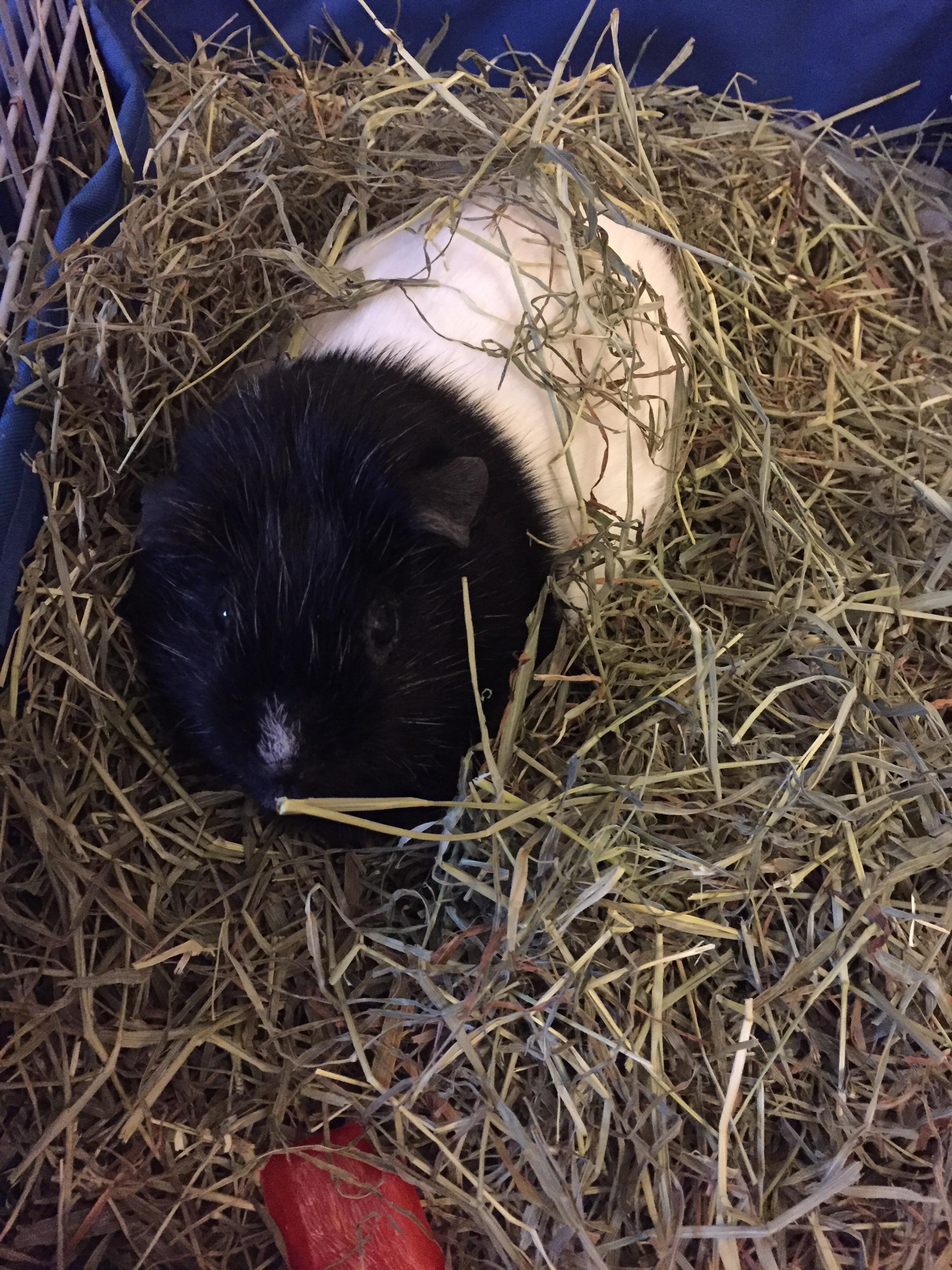 Bad cage mate match? What is normal guinea pig cage mate “arguing” and