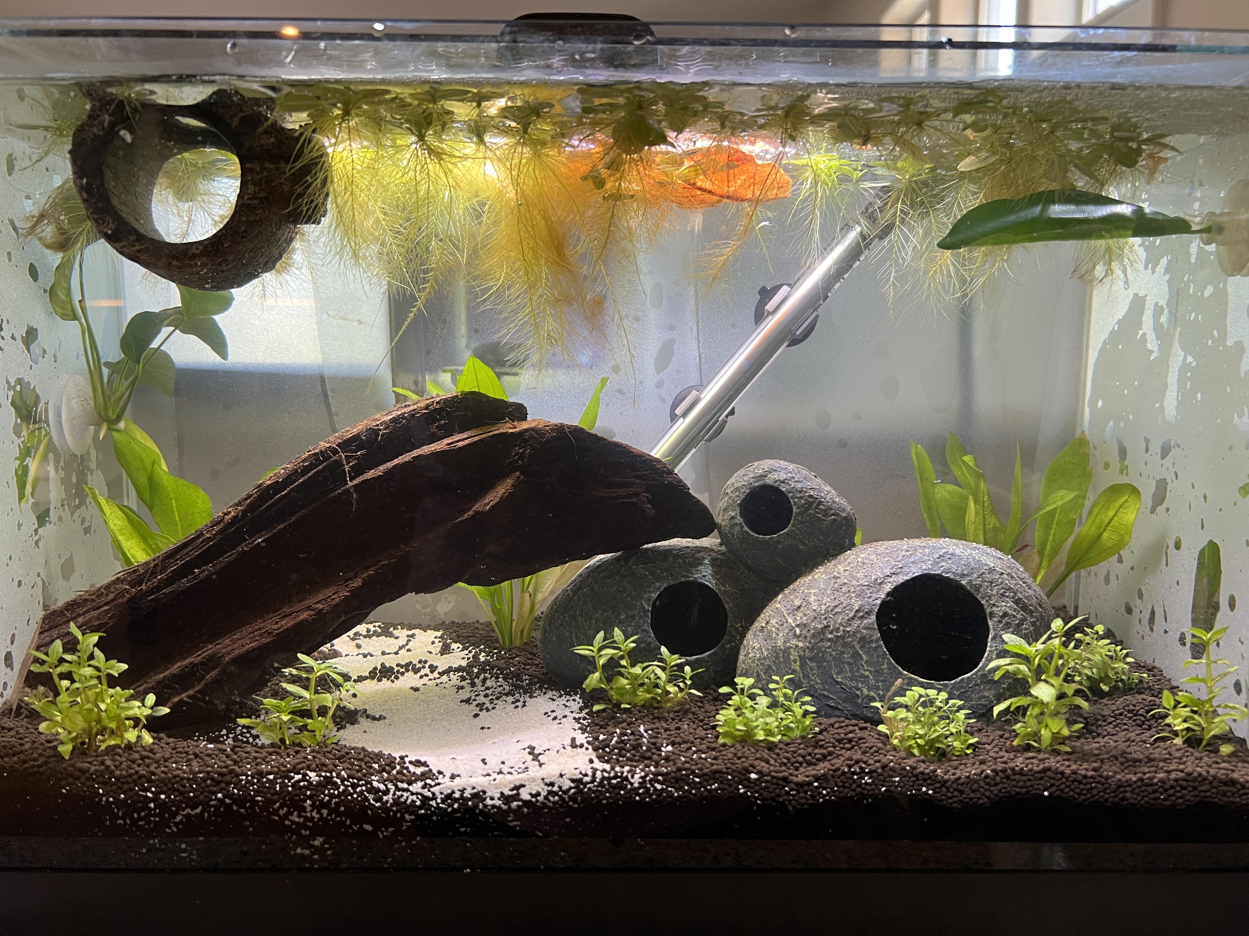 Showing off one of my bettas 10 gallon tanks! 🥰 Props to the fluval