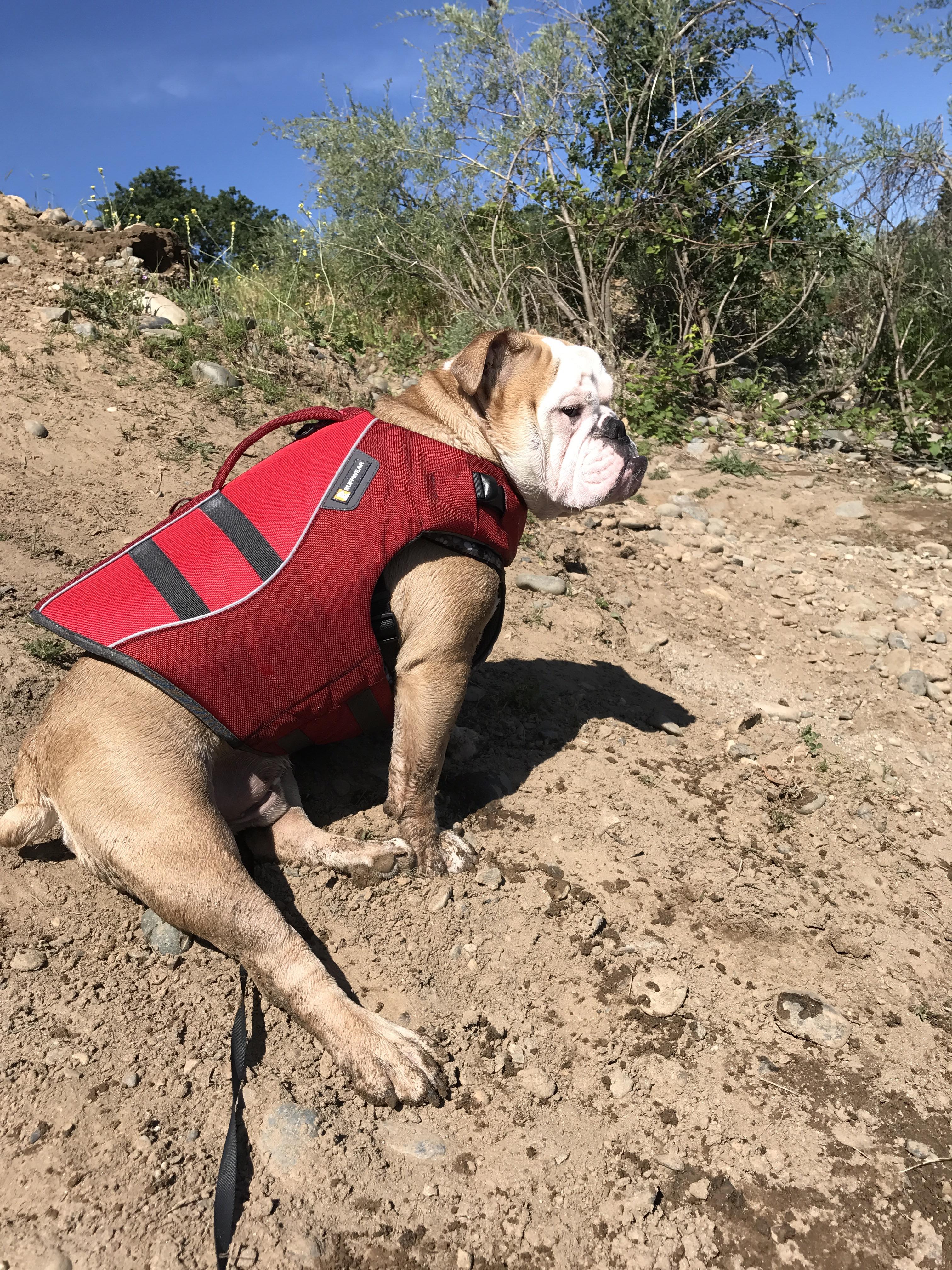Ruffwear life vest review in comments r/Bulldogs