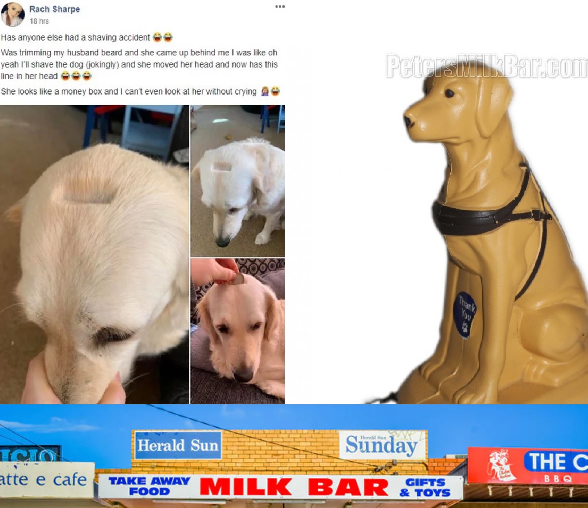 Can You Give Dogs Milk When They Are Sick