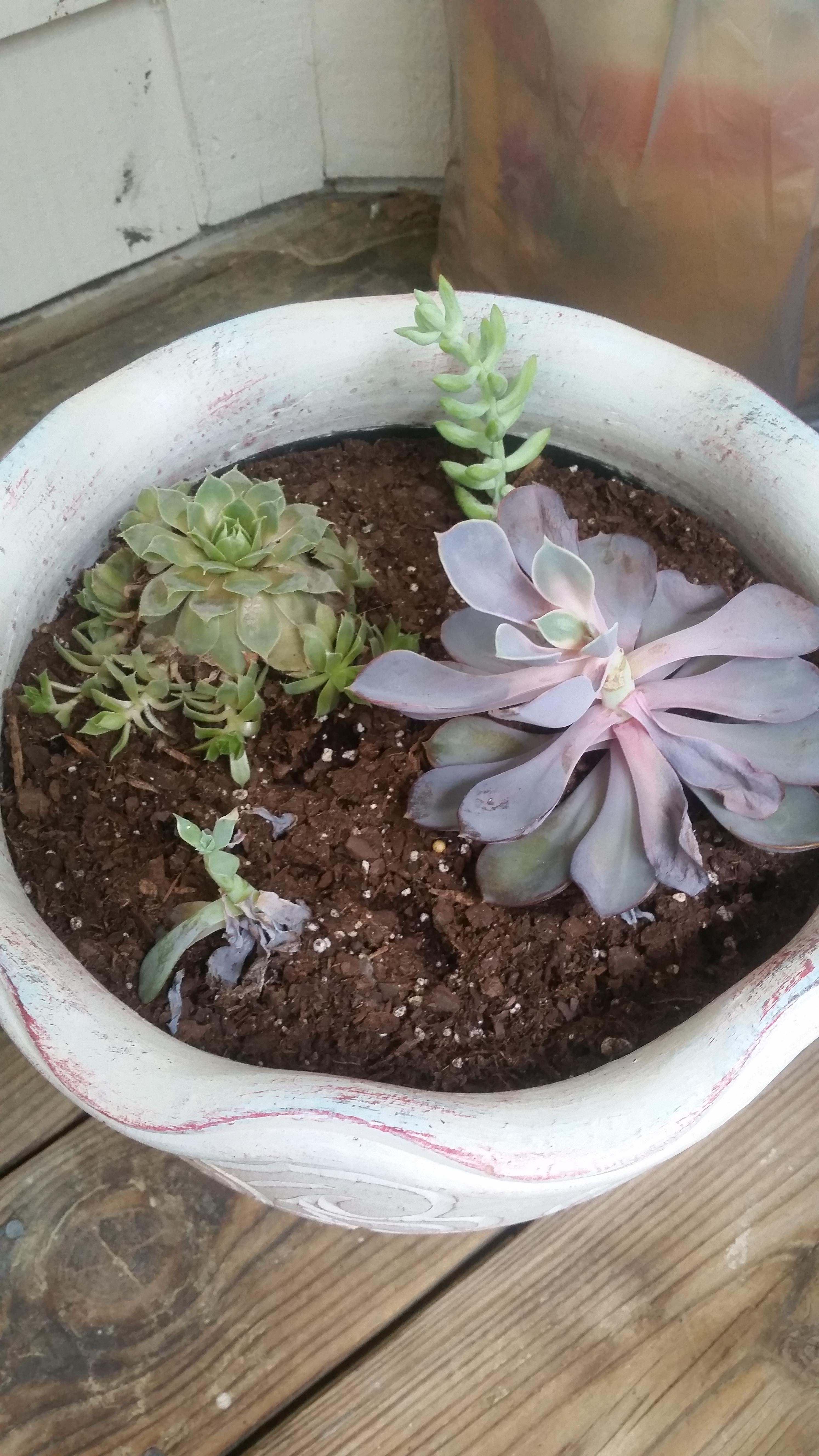Am I over or under watering my succulents? succulents
