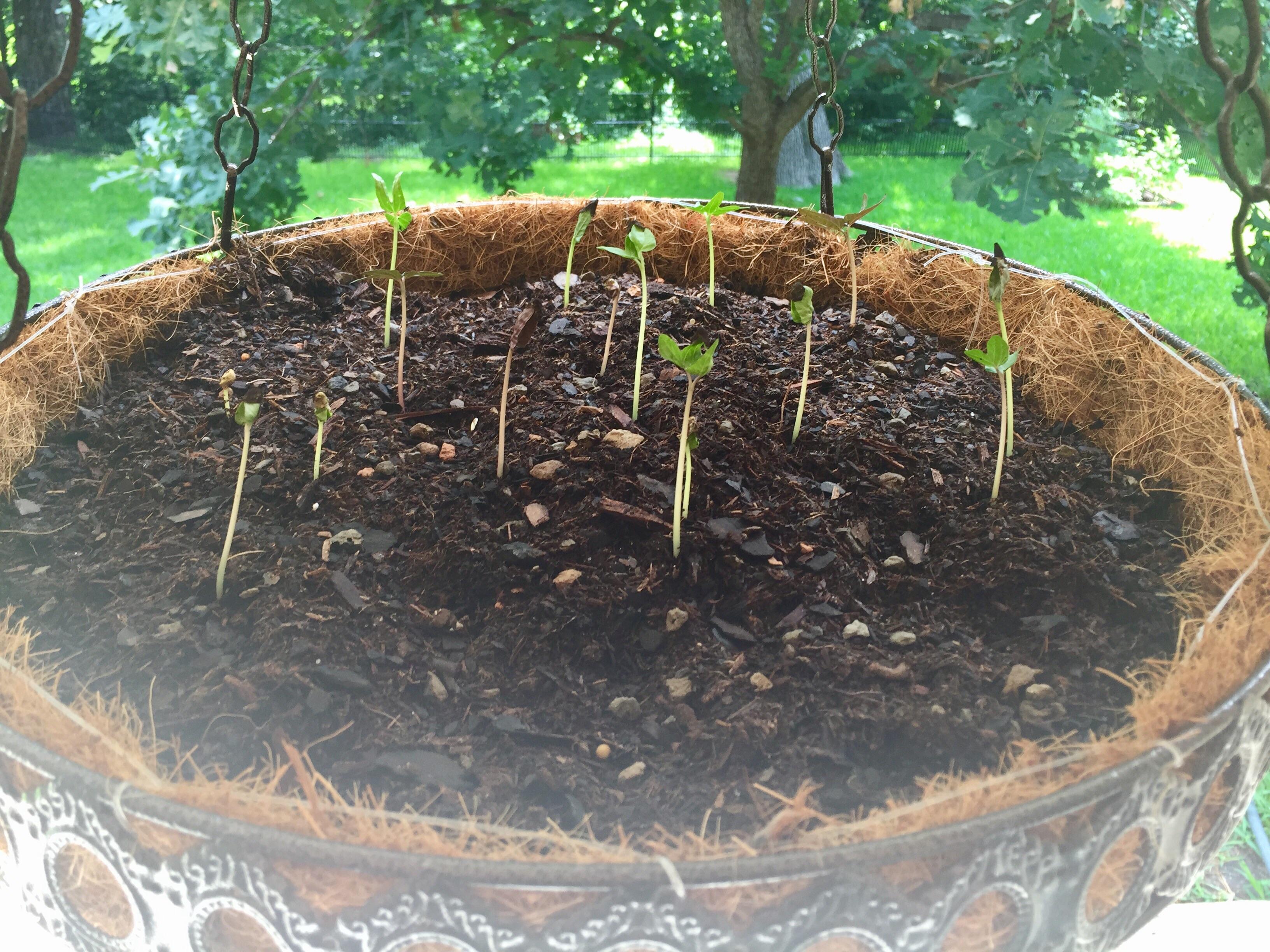 Good morning, baby Morning Glories! r/gardening