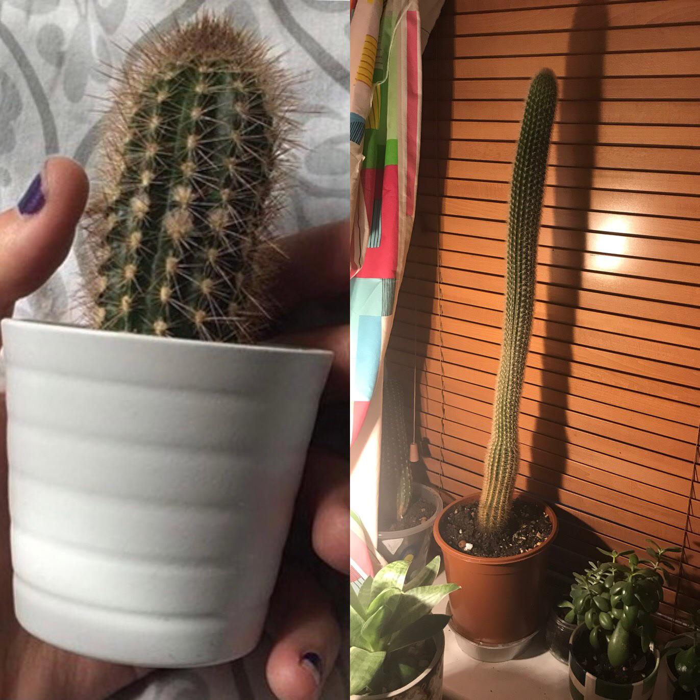 IKEA Cactus, before and after, it’s 70cm tall 5 years later! r/plants