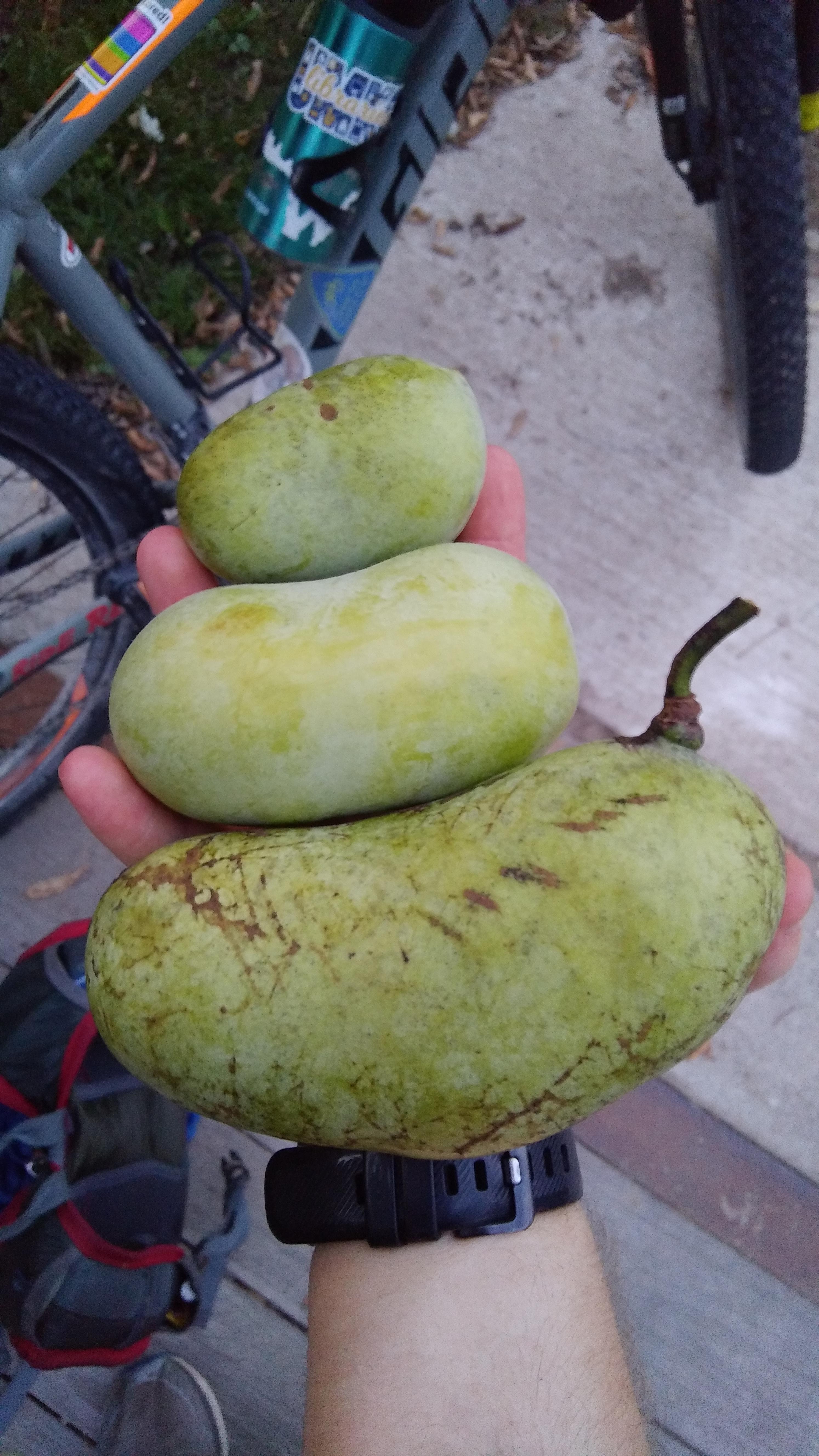 This is late, but check out my pawpaw haul from September!! The bottom