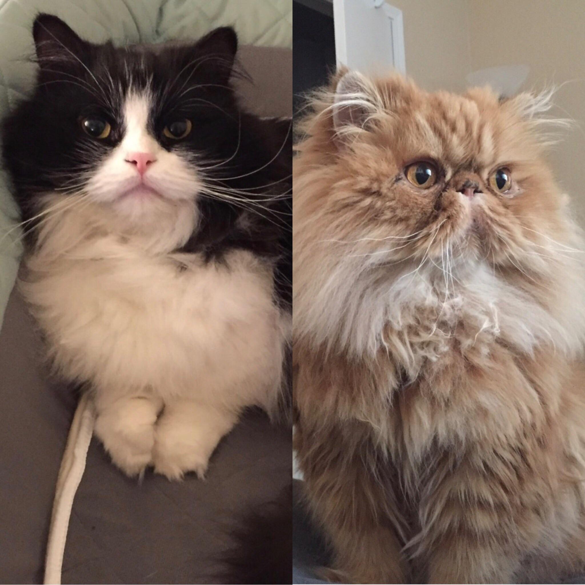 Which of these cats is cuter? You decide! r/cats