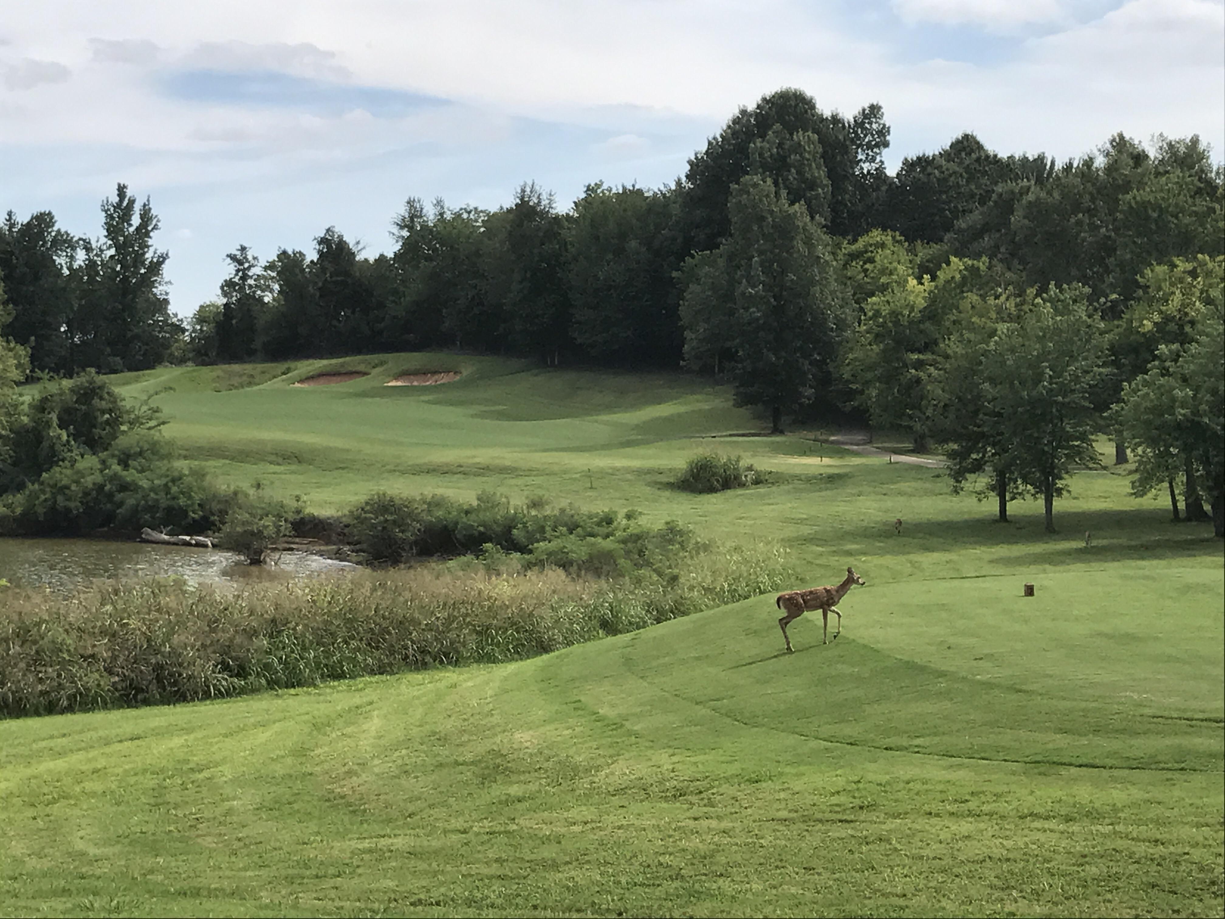 My favorite local course. Mineral Mound State Park in KY. r/golf