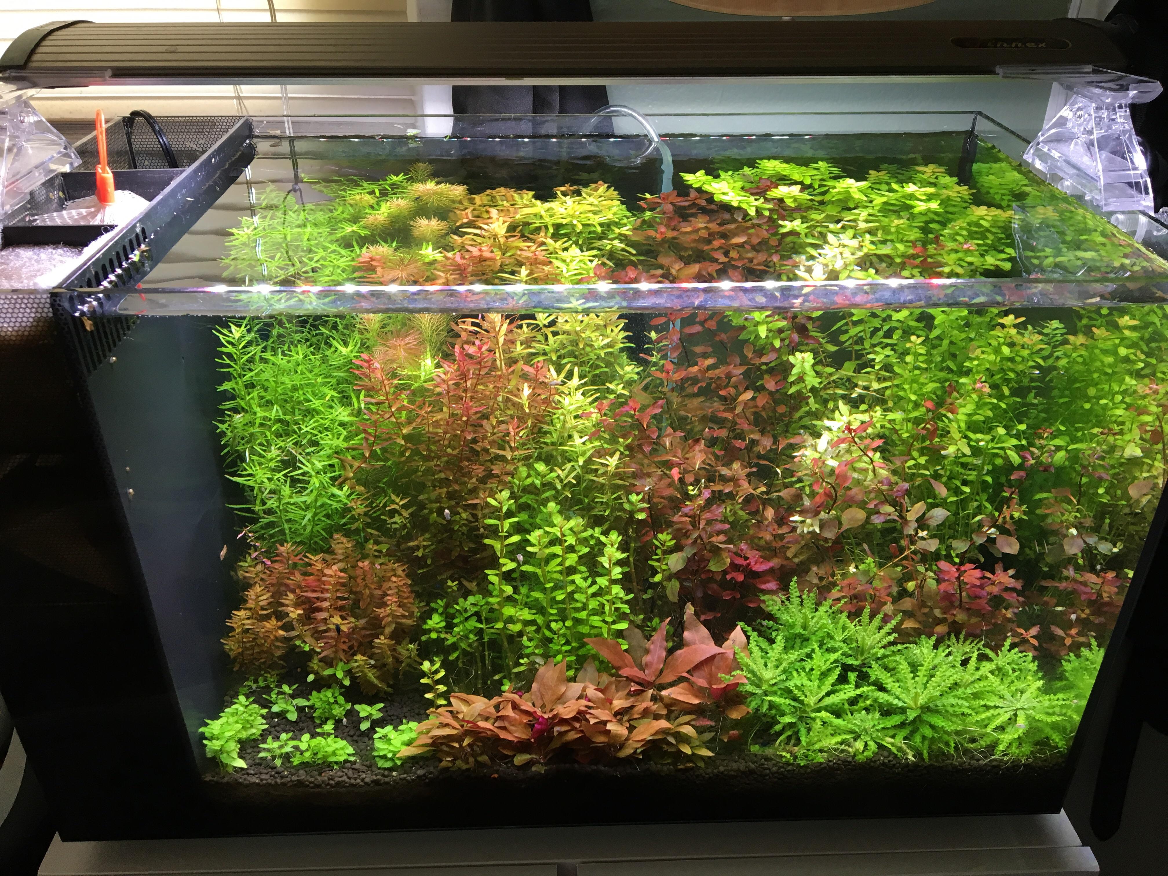Fluval 13 5 Gallon Dutch Style Plantedtank