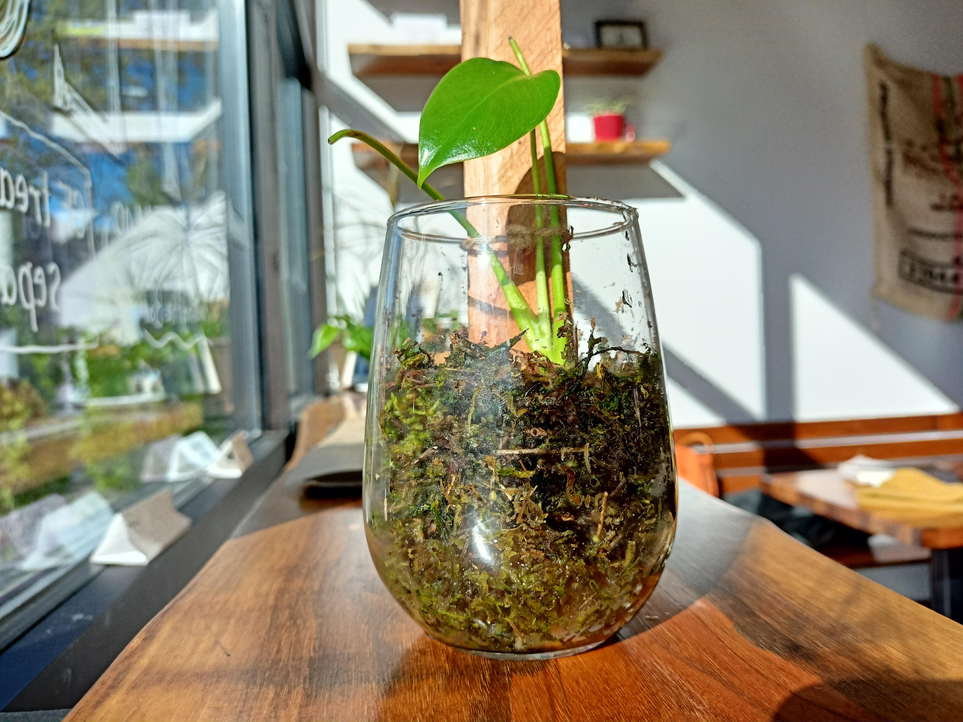 watching this sphagnum moss come out of dormancy turned me into a sphag