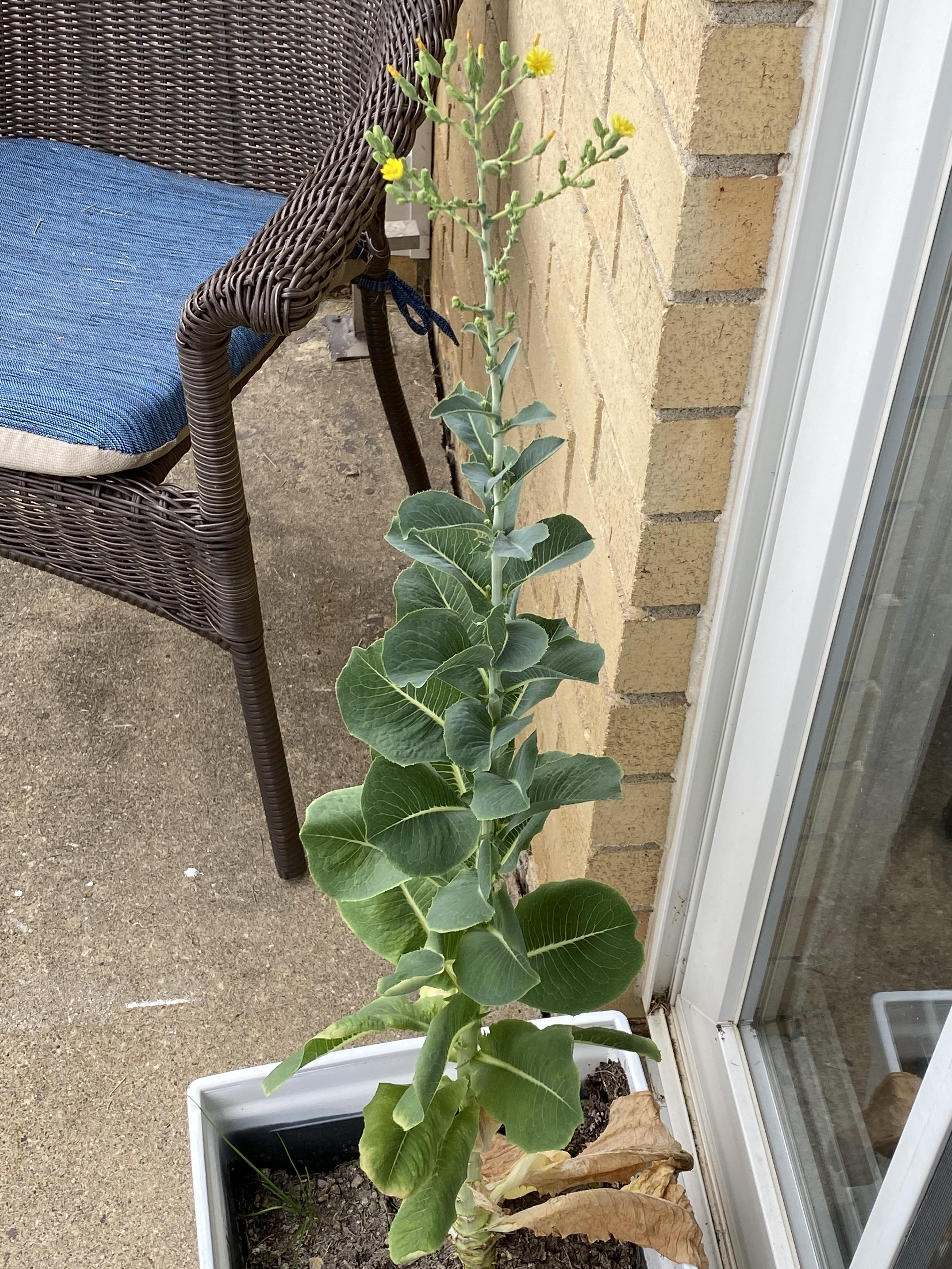 Romaine lettuce plant flowering. About 2.5’ tall. r/mildlyinteresting