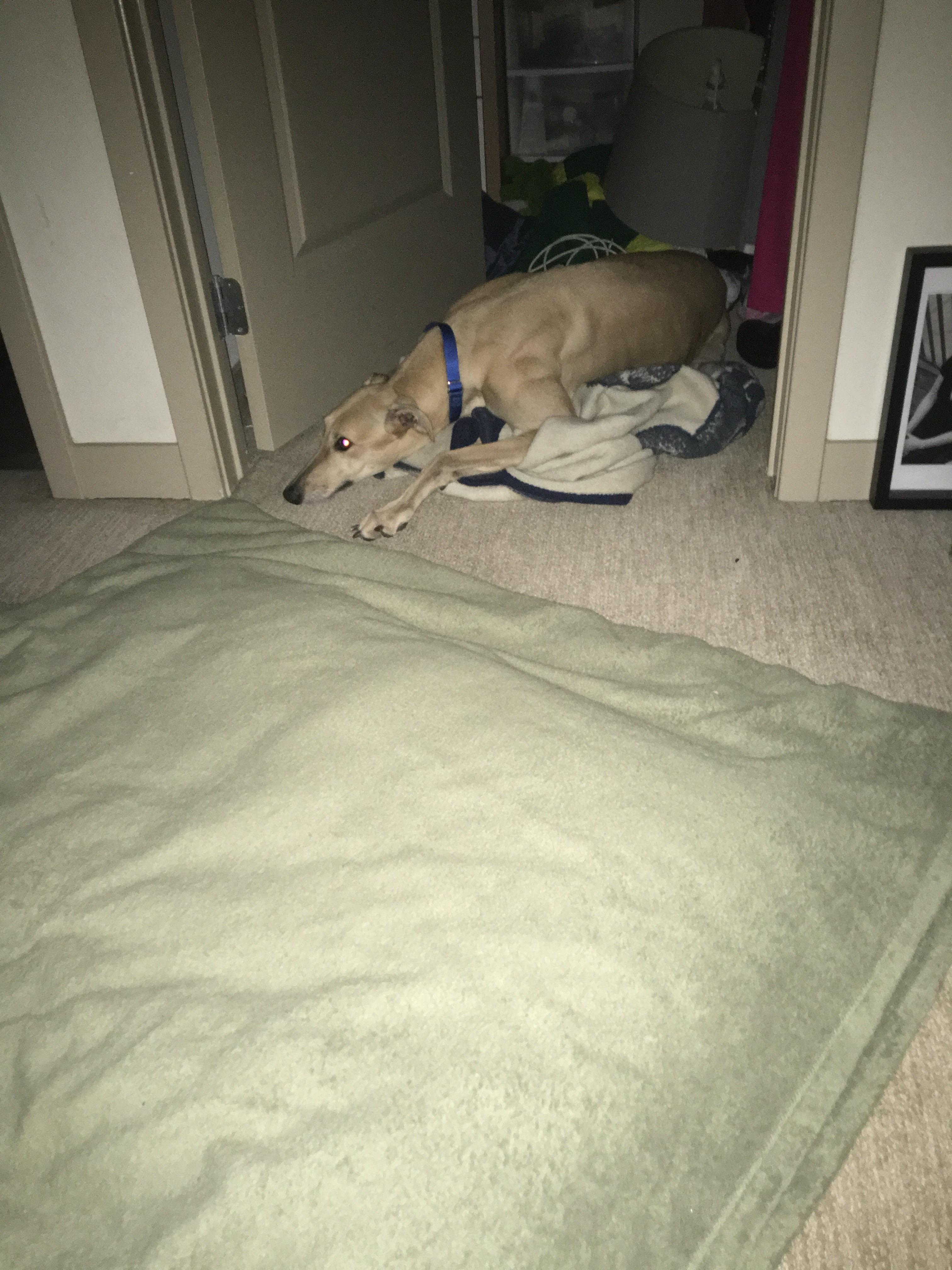 Bed Size For Greyhound at Randolph Adams blog