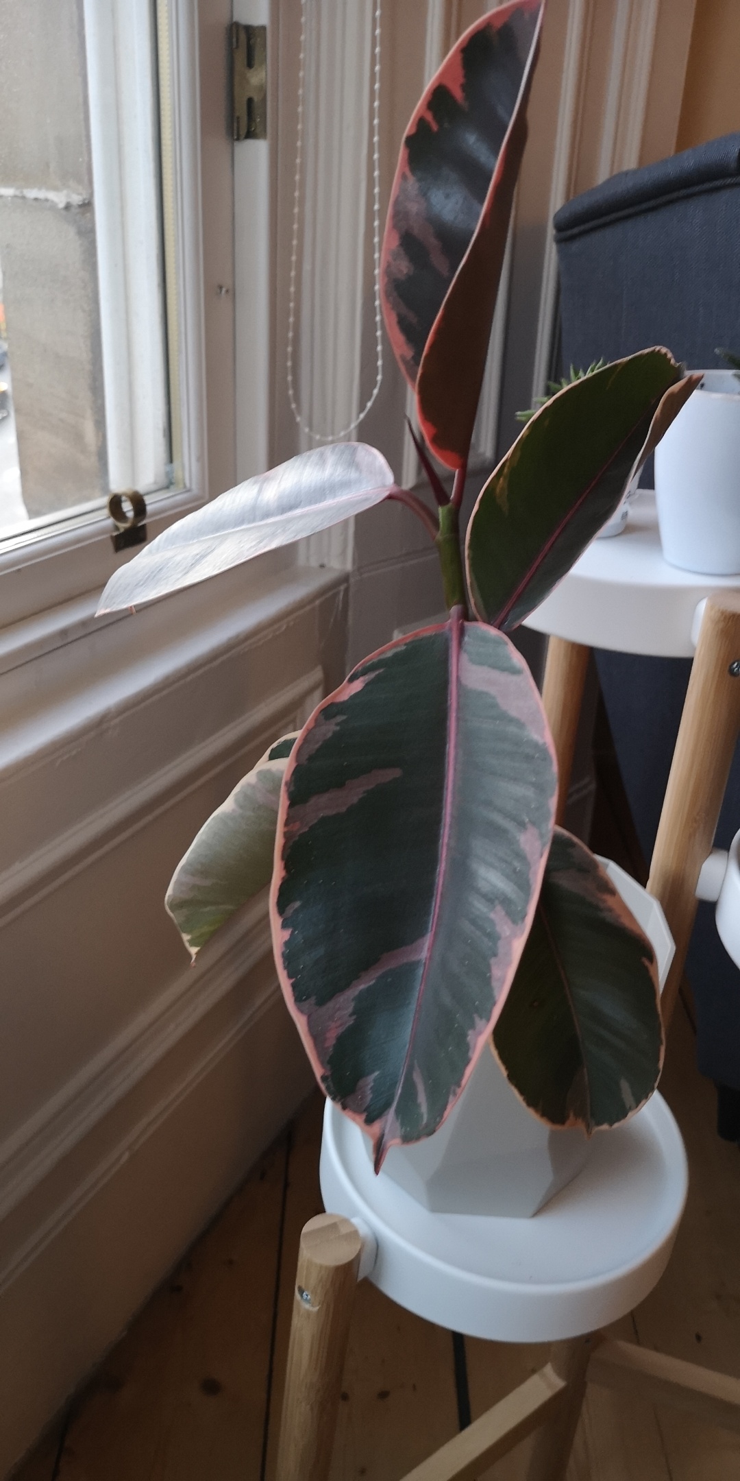 I think I've overwatered my rubber plant! The leaves are drooping or