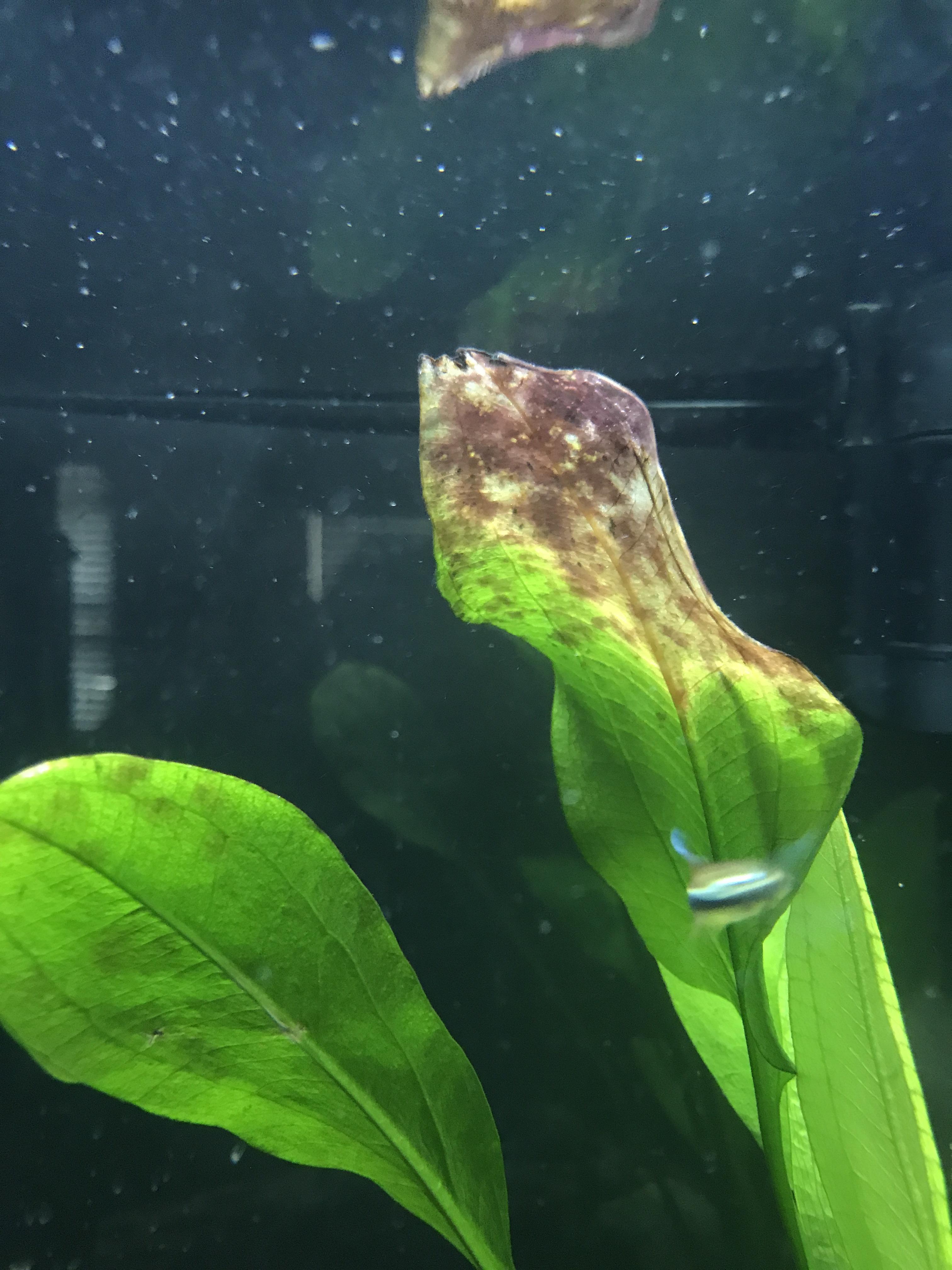 What is wrong with this amazon sword? r/PlantedTank