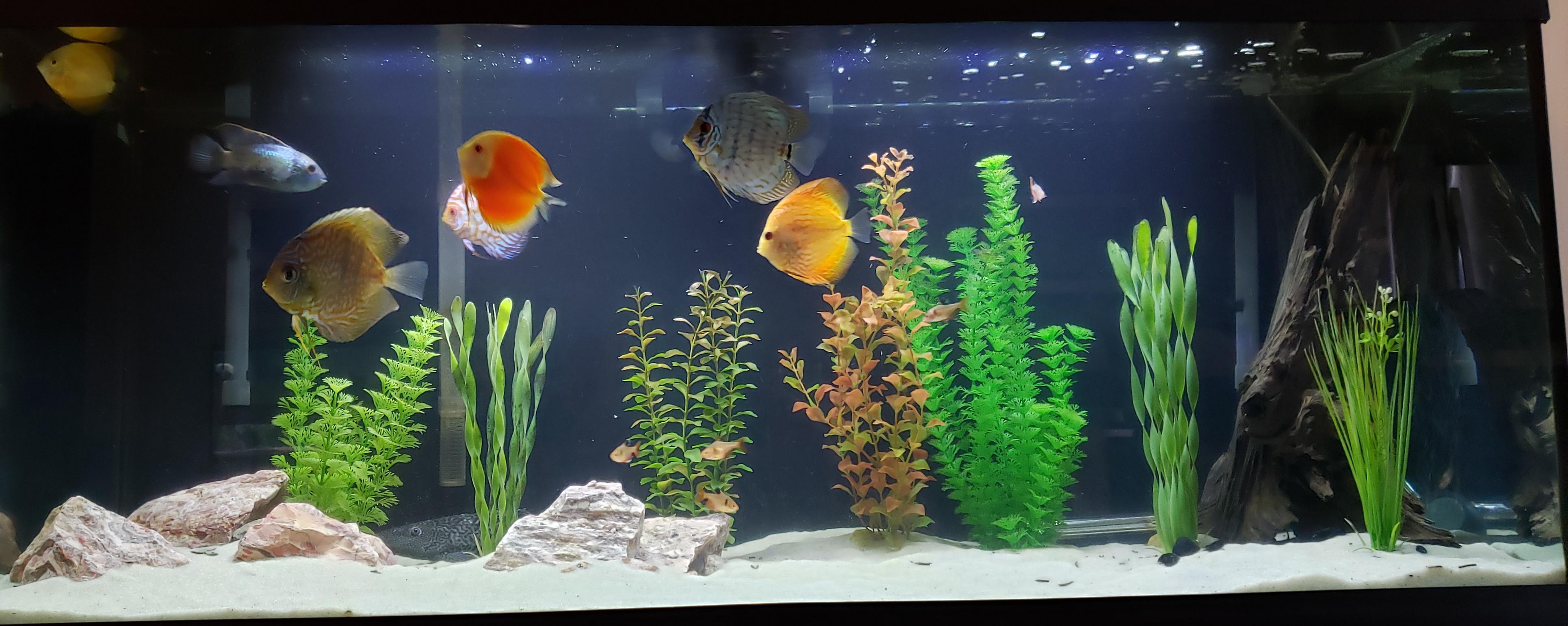Rescaped my discus tank. Finally proud enough to post a picture. Looking to add some live plants