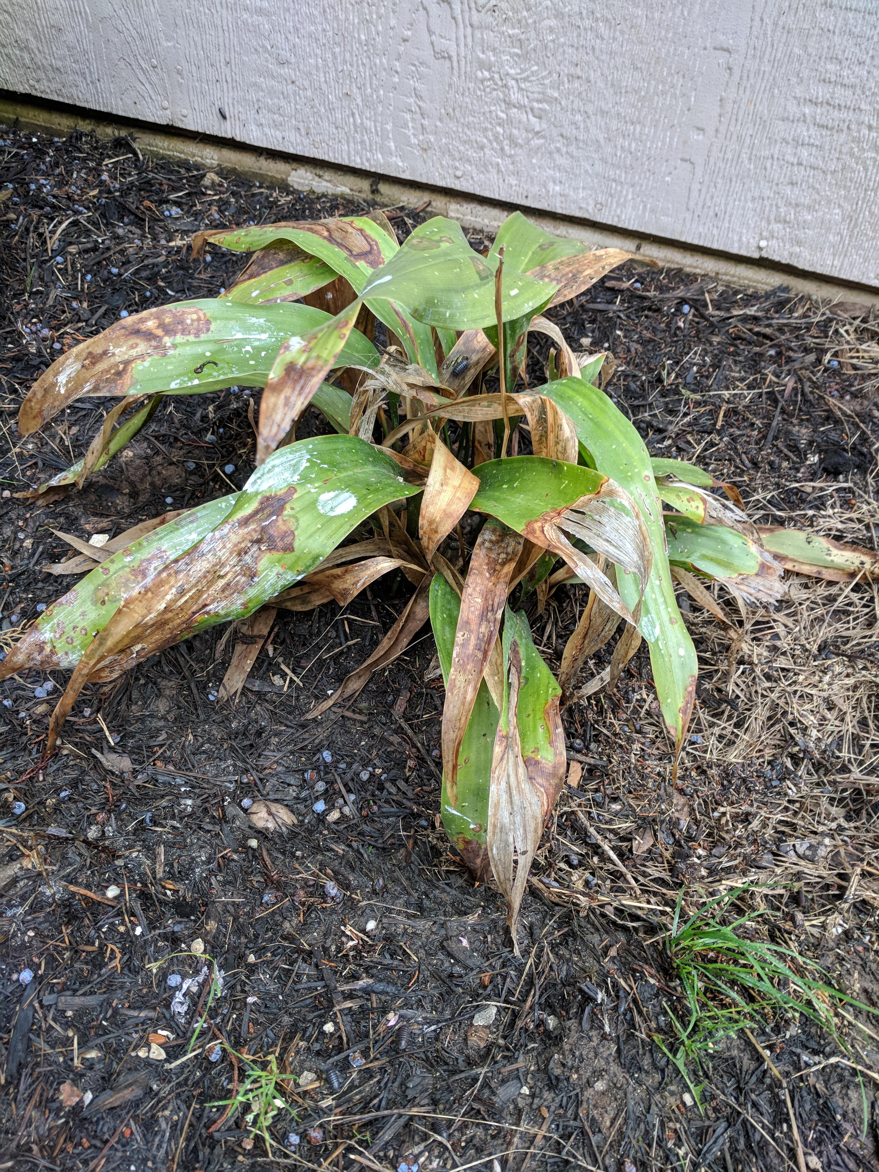 Is my cast iron plant dying? r/gardening