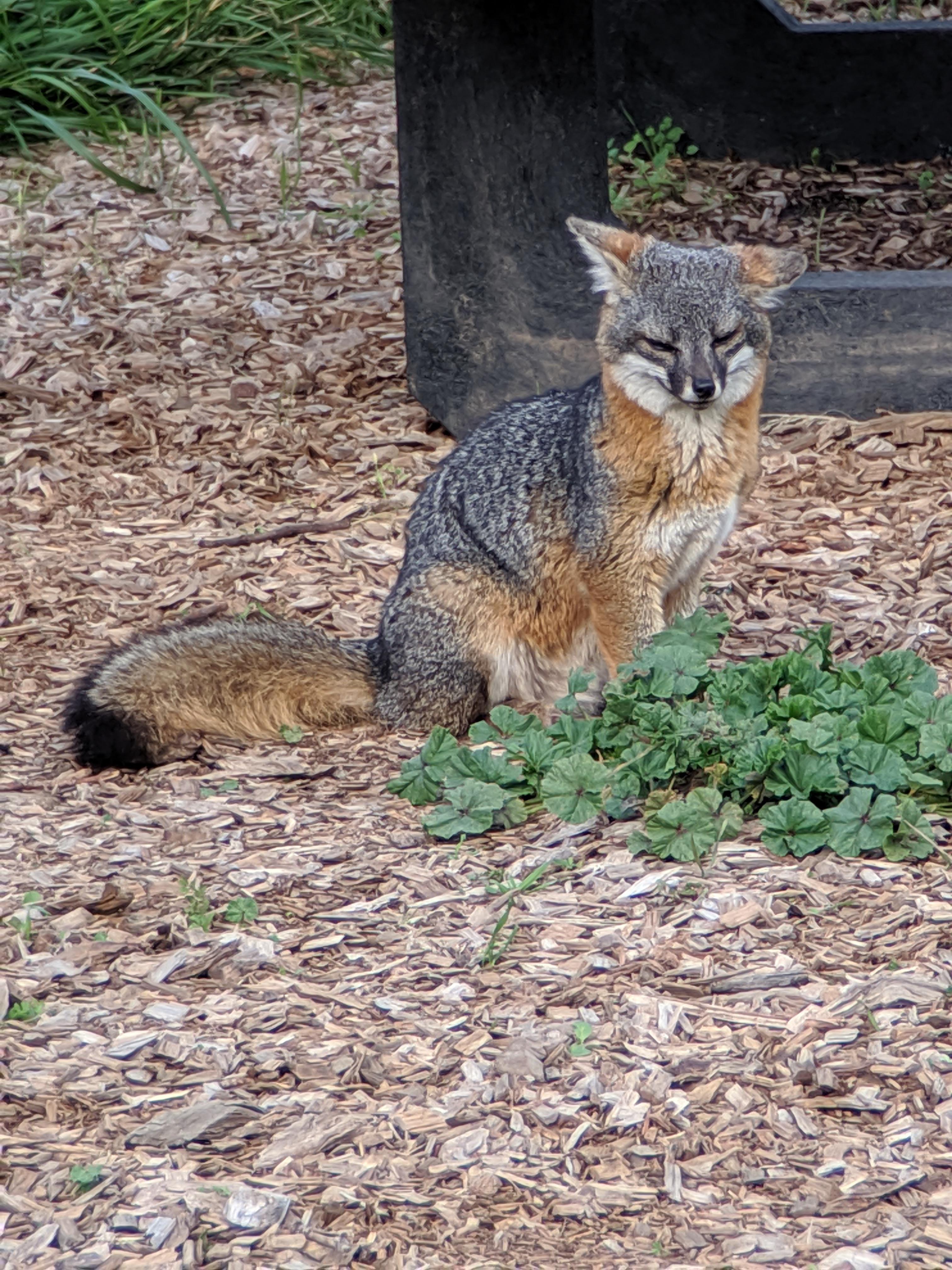 Today I saw the rare Island Fox that only lives on the channel islands