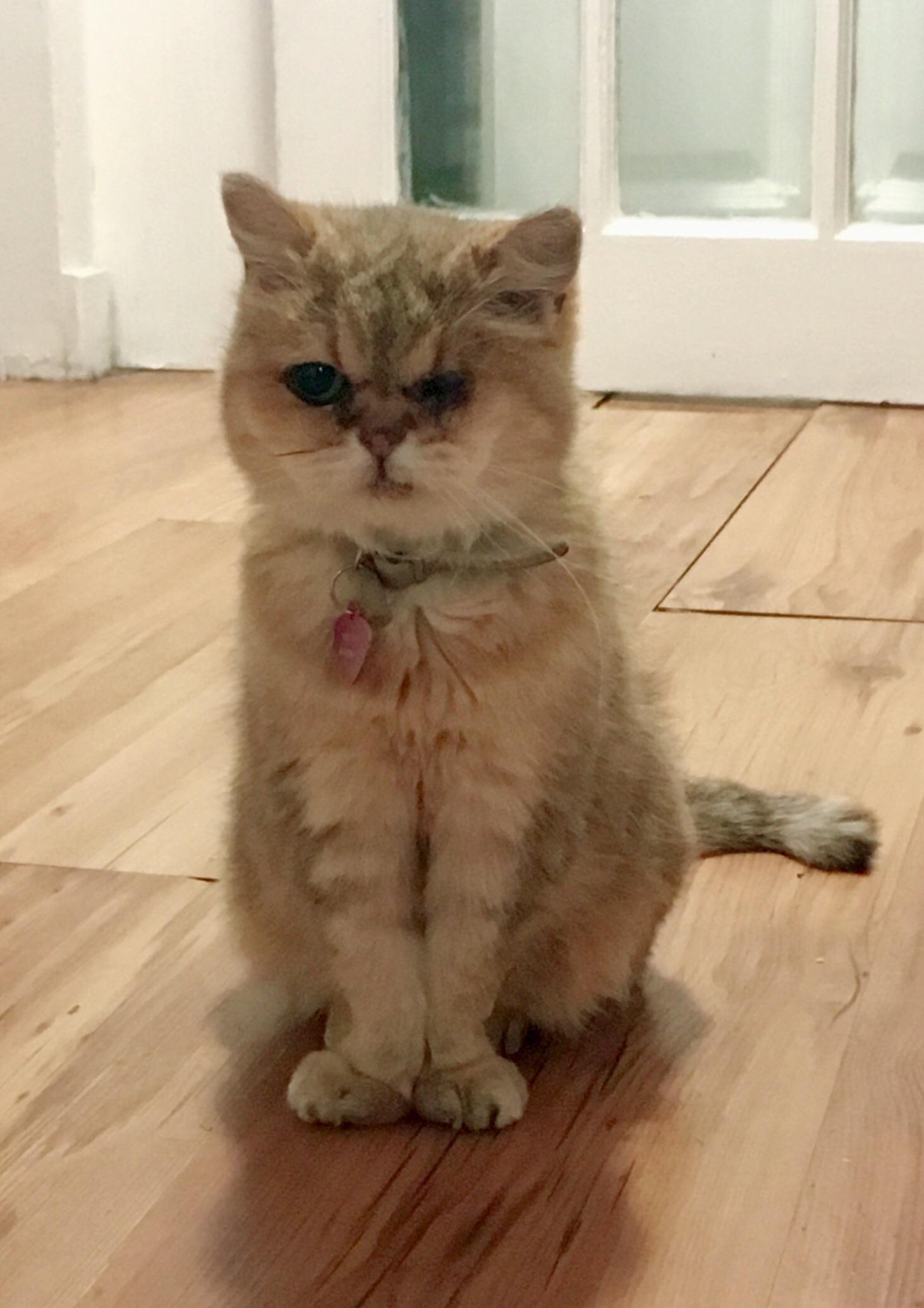 My 17 year old cat has one eye, five teeth and has arthritis in her