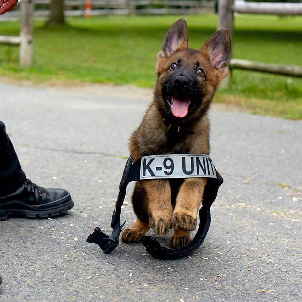 Boston Police puppy Cute Animal Picture