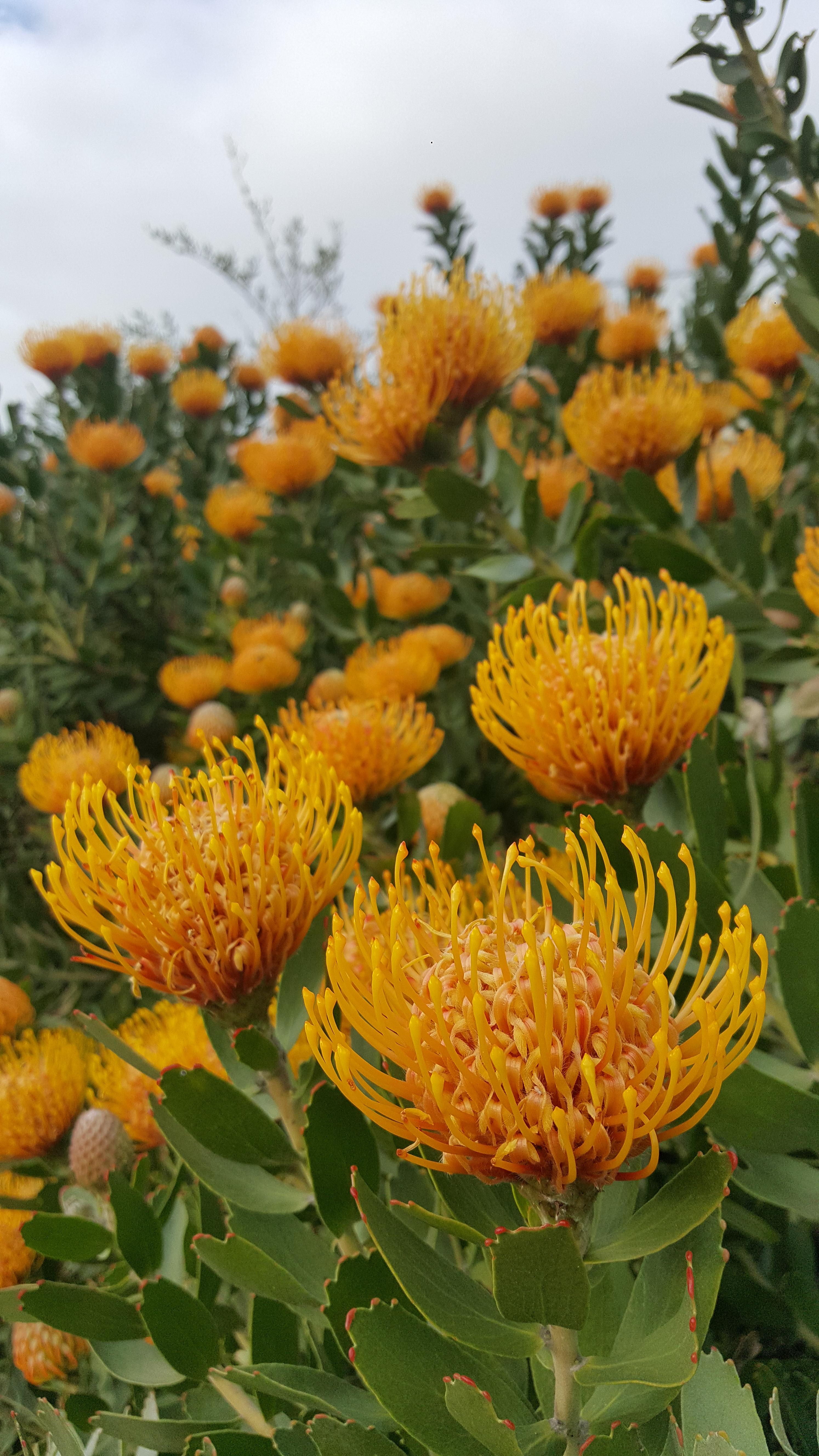 Pincushion Proteas in Hermanus, South Africa [OC] [5312x2988] r
