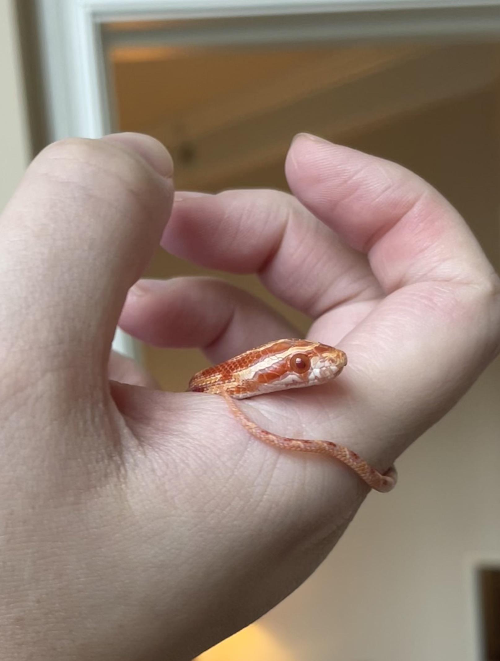 !!QUESTION!! Michaels Store Fake Plants Safe? (Ashland Brand) r/snakes