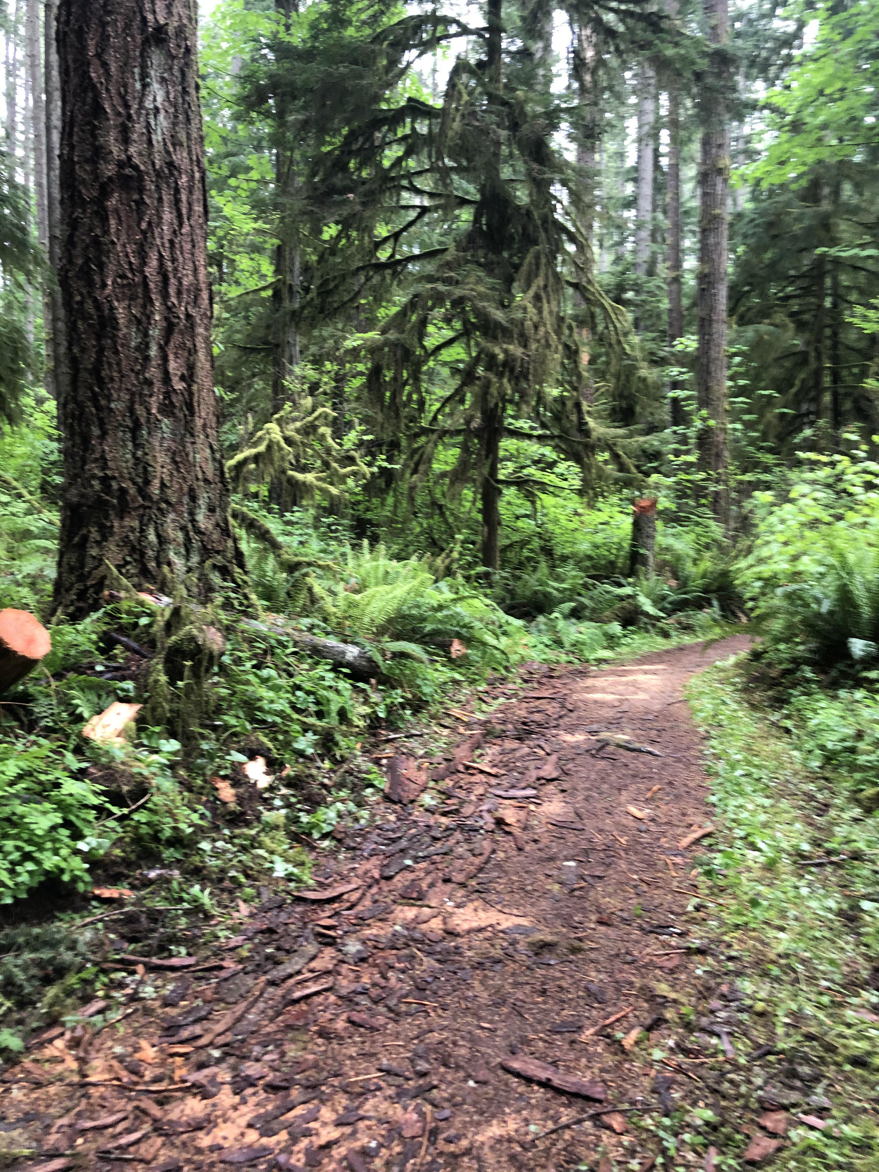 289 best Olympia WA images on Pholder Olympia, Mycology and Pics