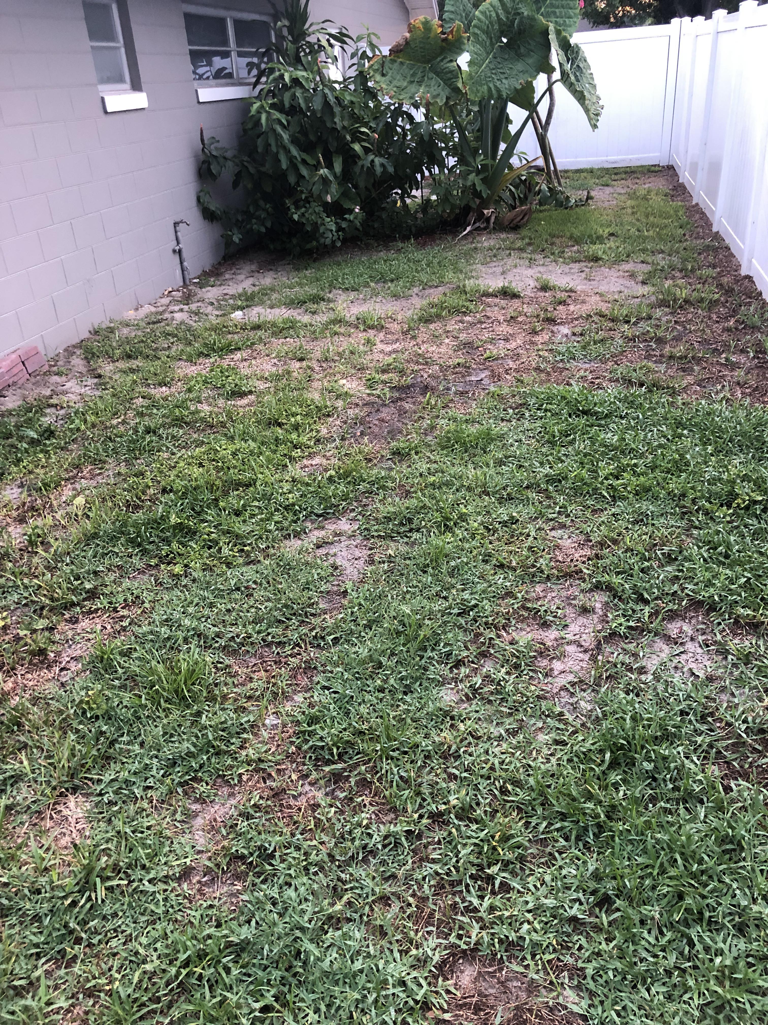Best way to treat patchy/weedy yard? landscaping