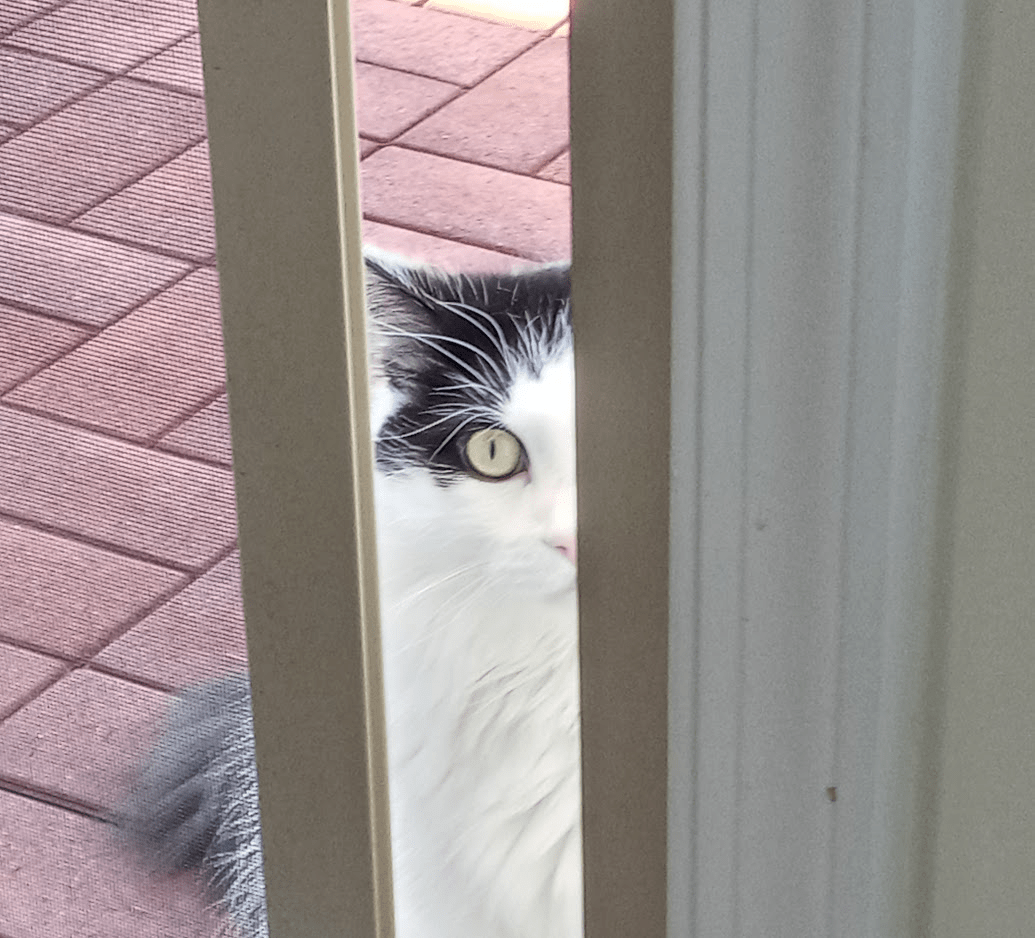 He can easily push the screen door but complains and won't come in