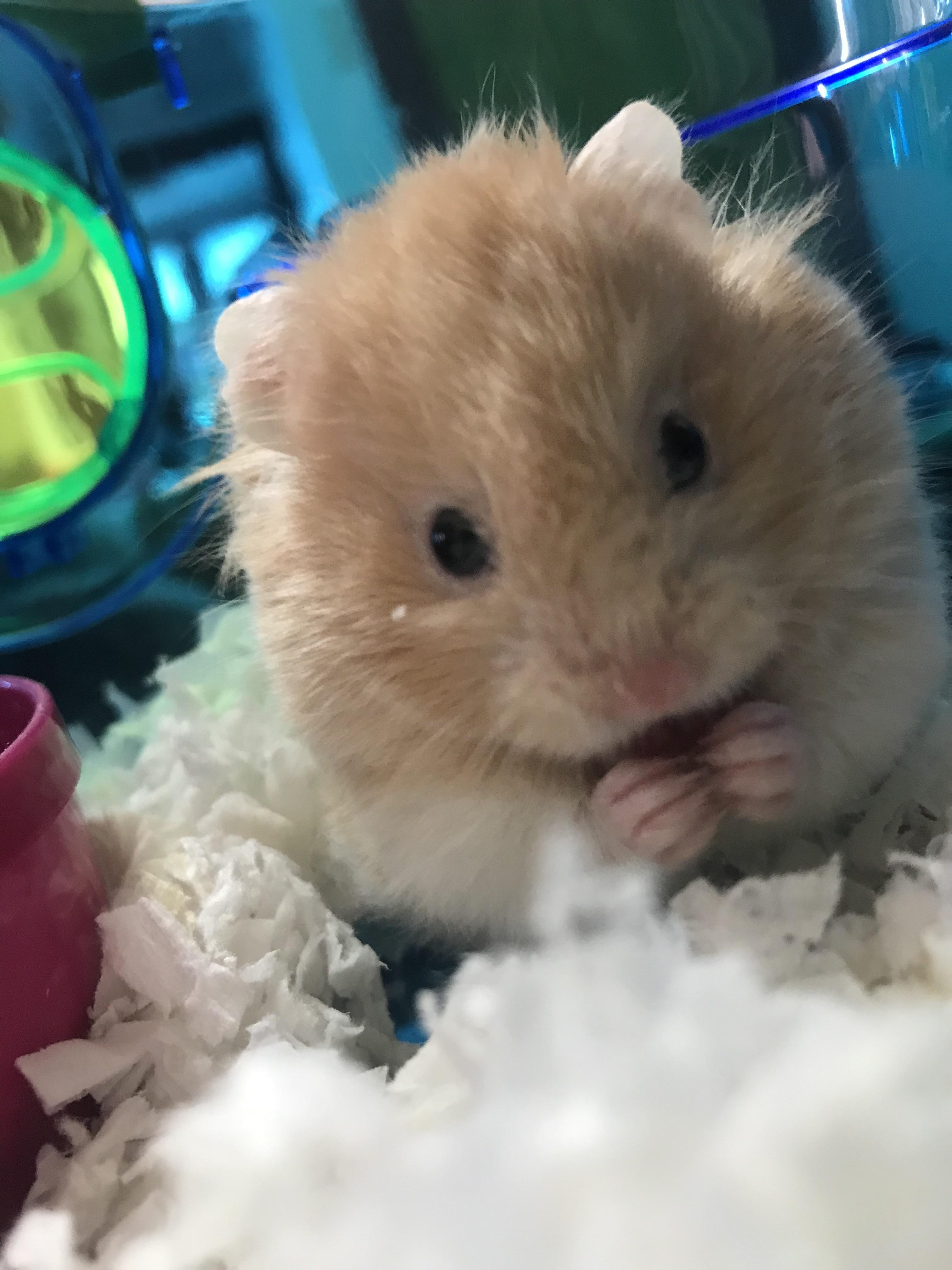 this is Lucy. my teddy bear hamster with a cleft palate and brain