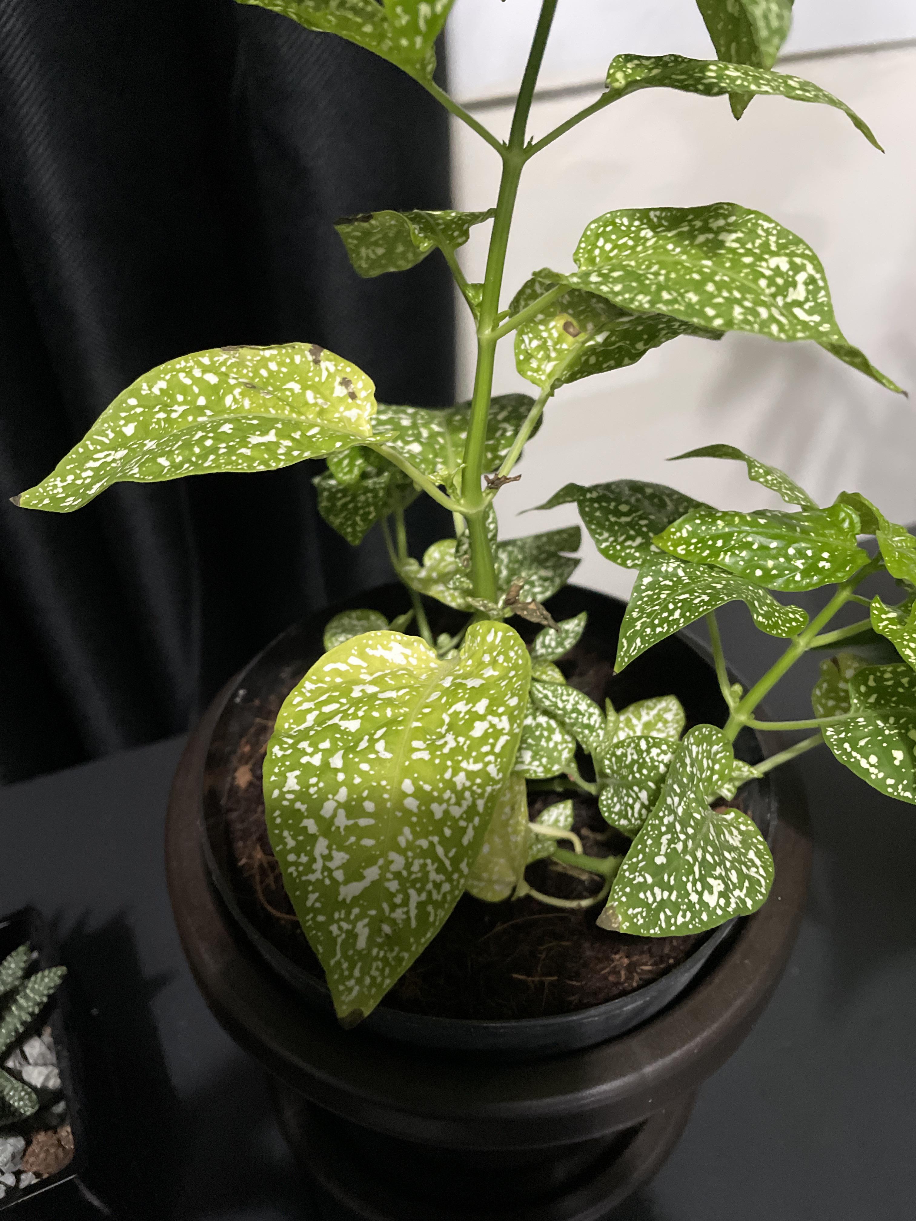 What is wrong with my polka dot plant? it started yellowing and it has