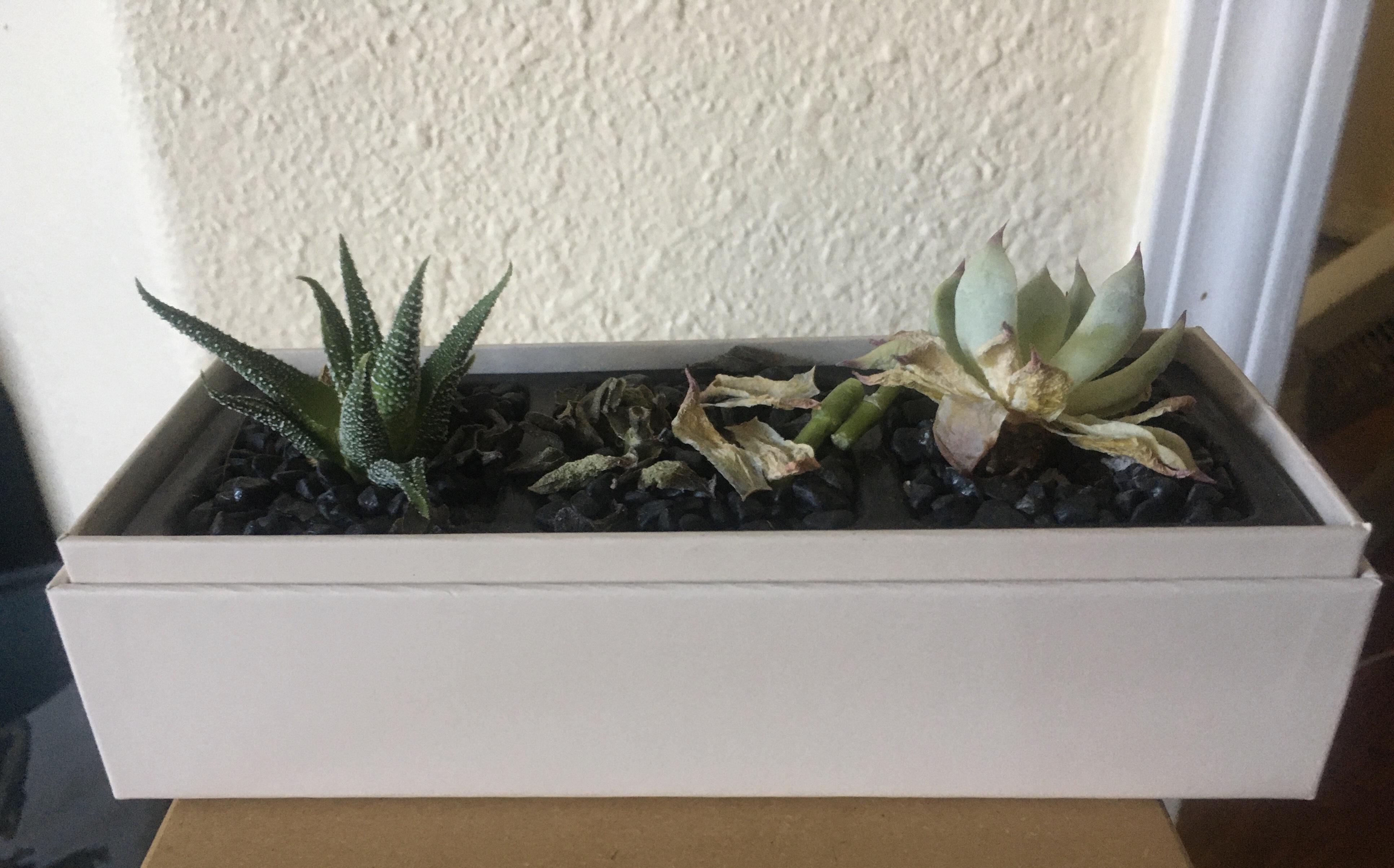 My succulents that I JUST got are already dyinghelp! I've had them for