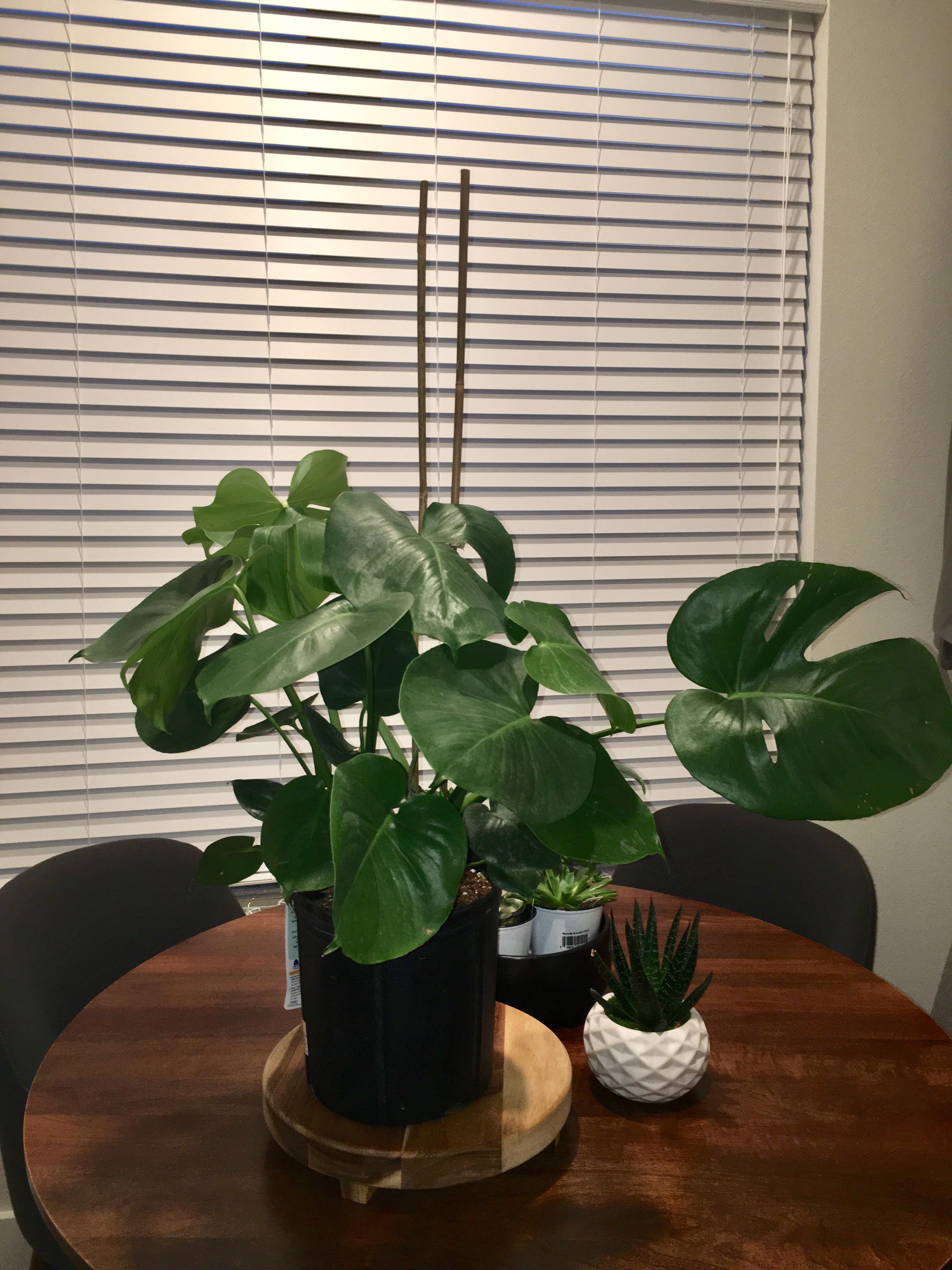 I found this Monstera Deliciosa at Lowe’s today for 14.98. Added a few