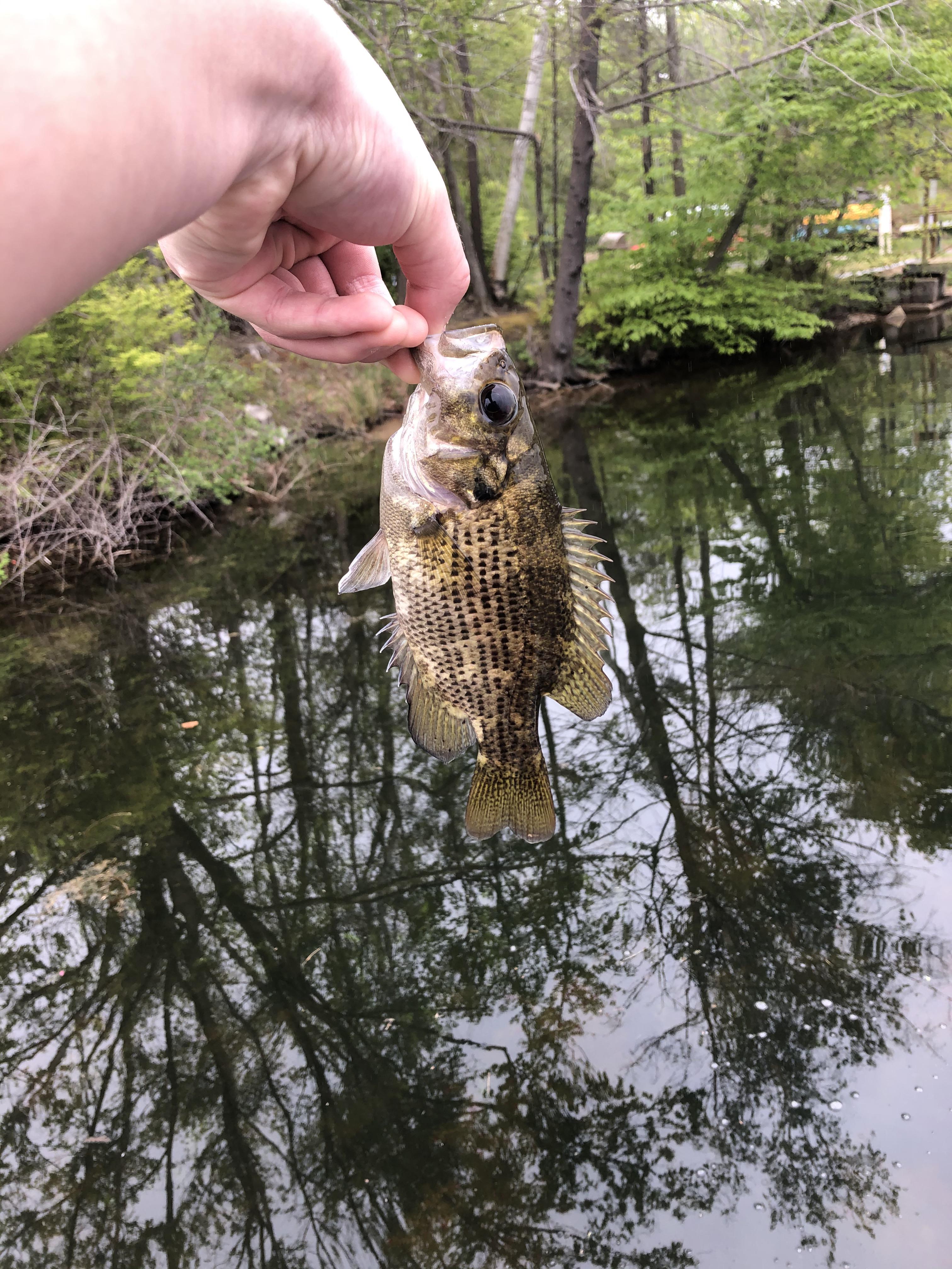 My favorite fish today. He just looks cute r/Fishing