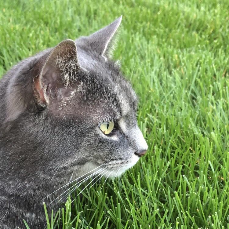 Cat sighting in the Millcroft area. Is this cat lost? Very friendly but