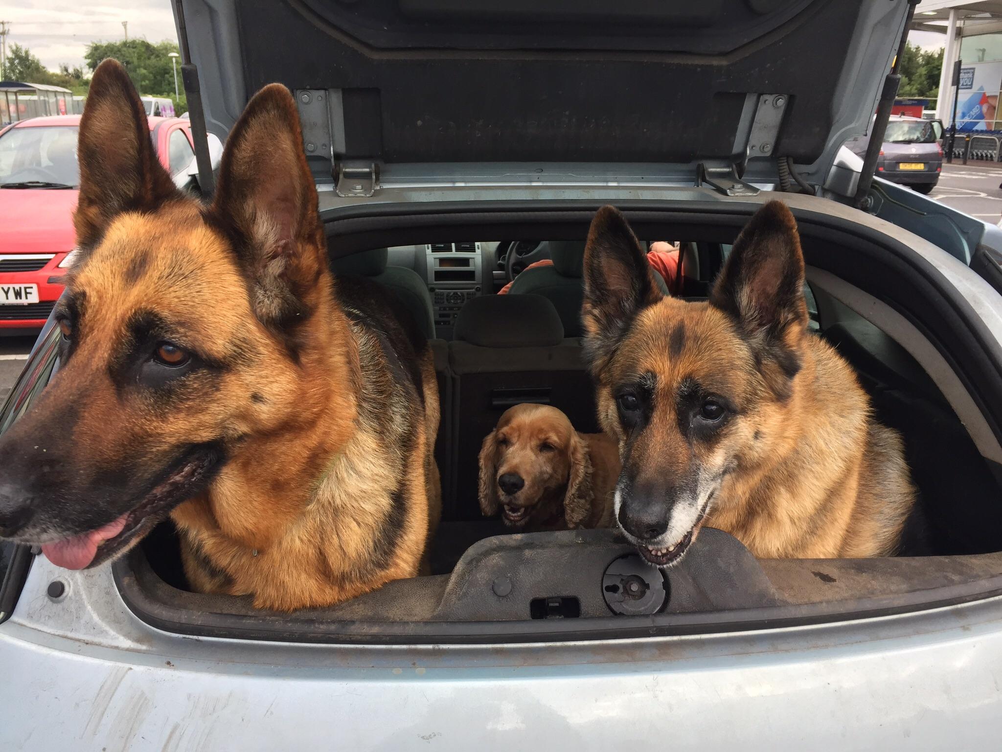 ITAP of three dogs in a car boot r/itookapicture