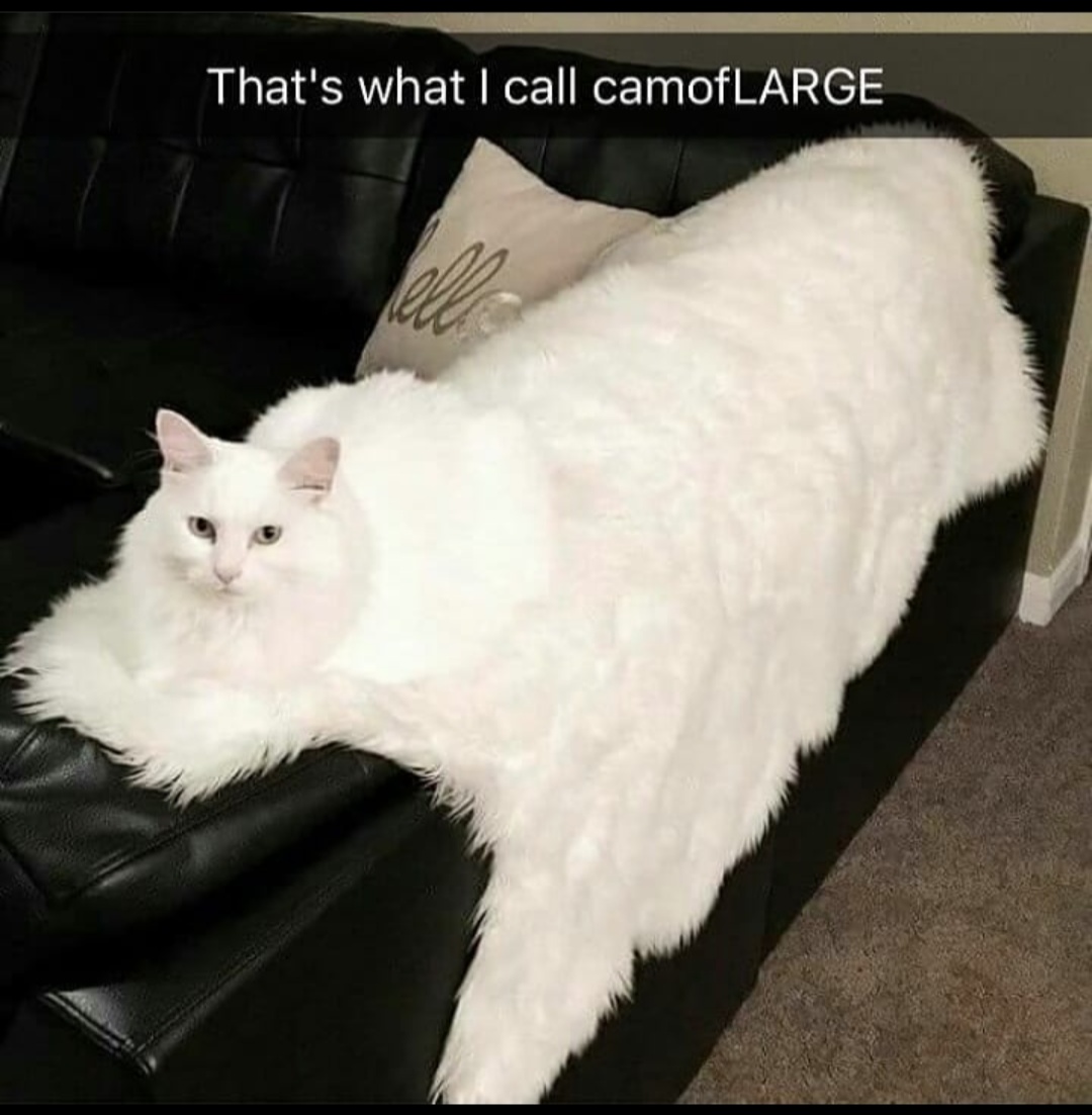 Flat Cat r/absoluteunit