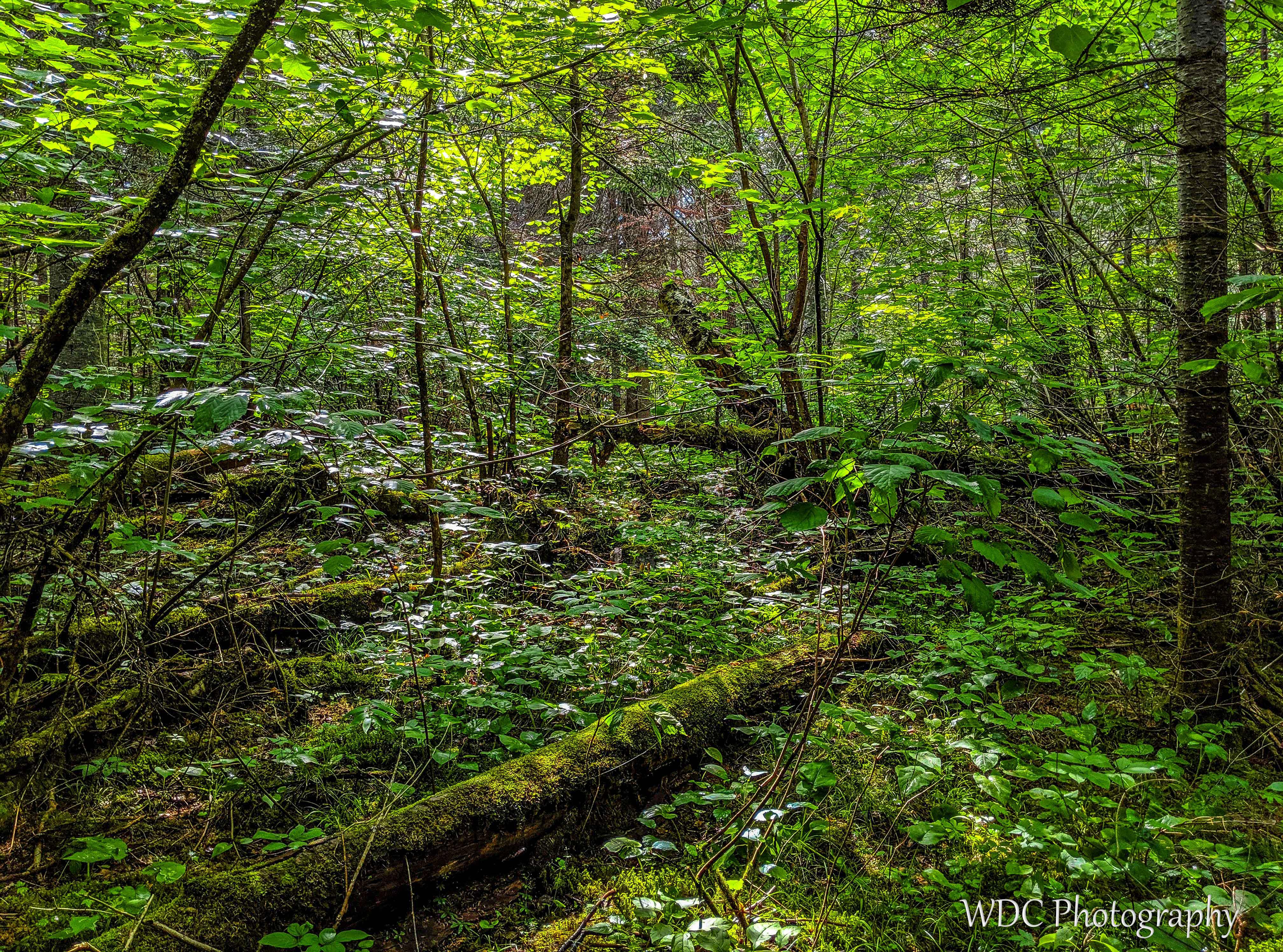 The Verdant Forests of Northern Ontario Little Falls Trail, Kakabeka