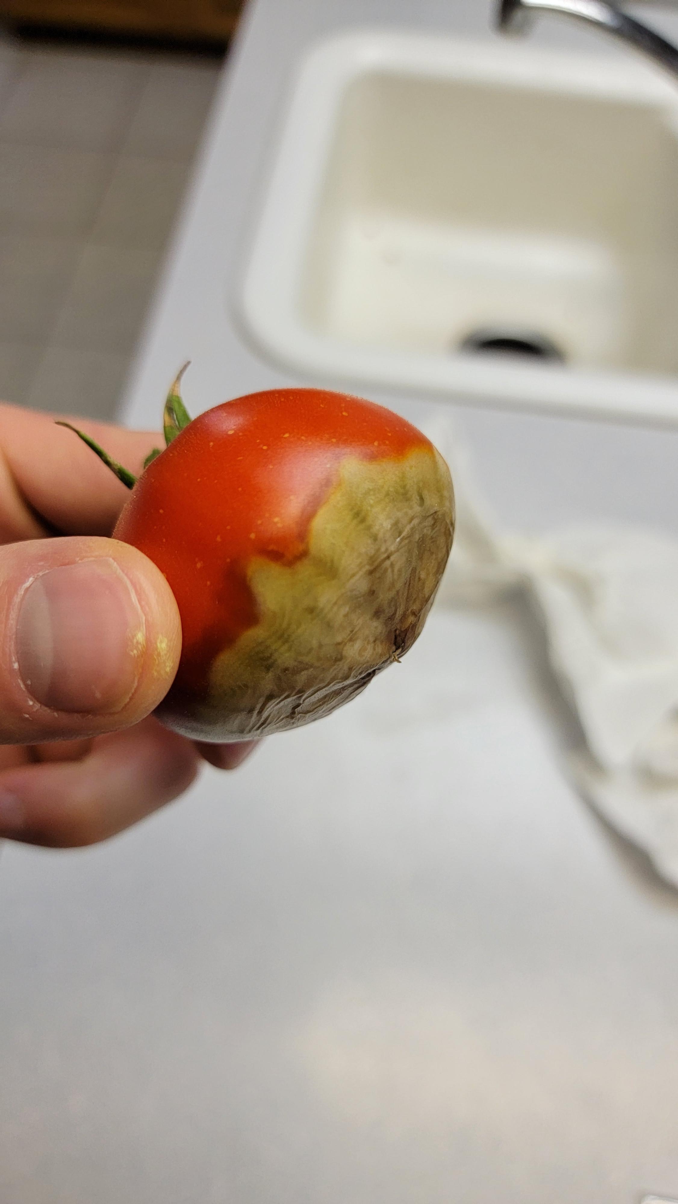 Does anyone know why my tomatoes brown on the bottom when they grow? r/garden