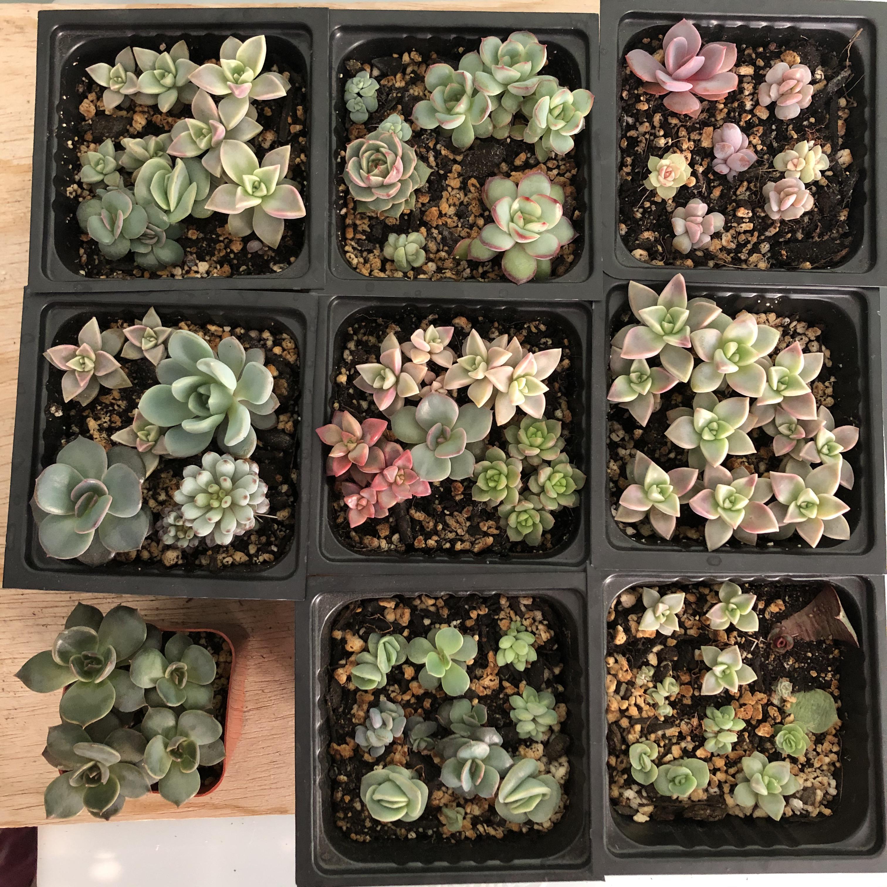 Propagation tray. They're going to need homes this spring