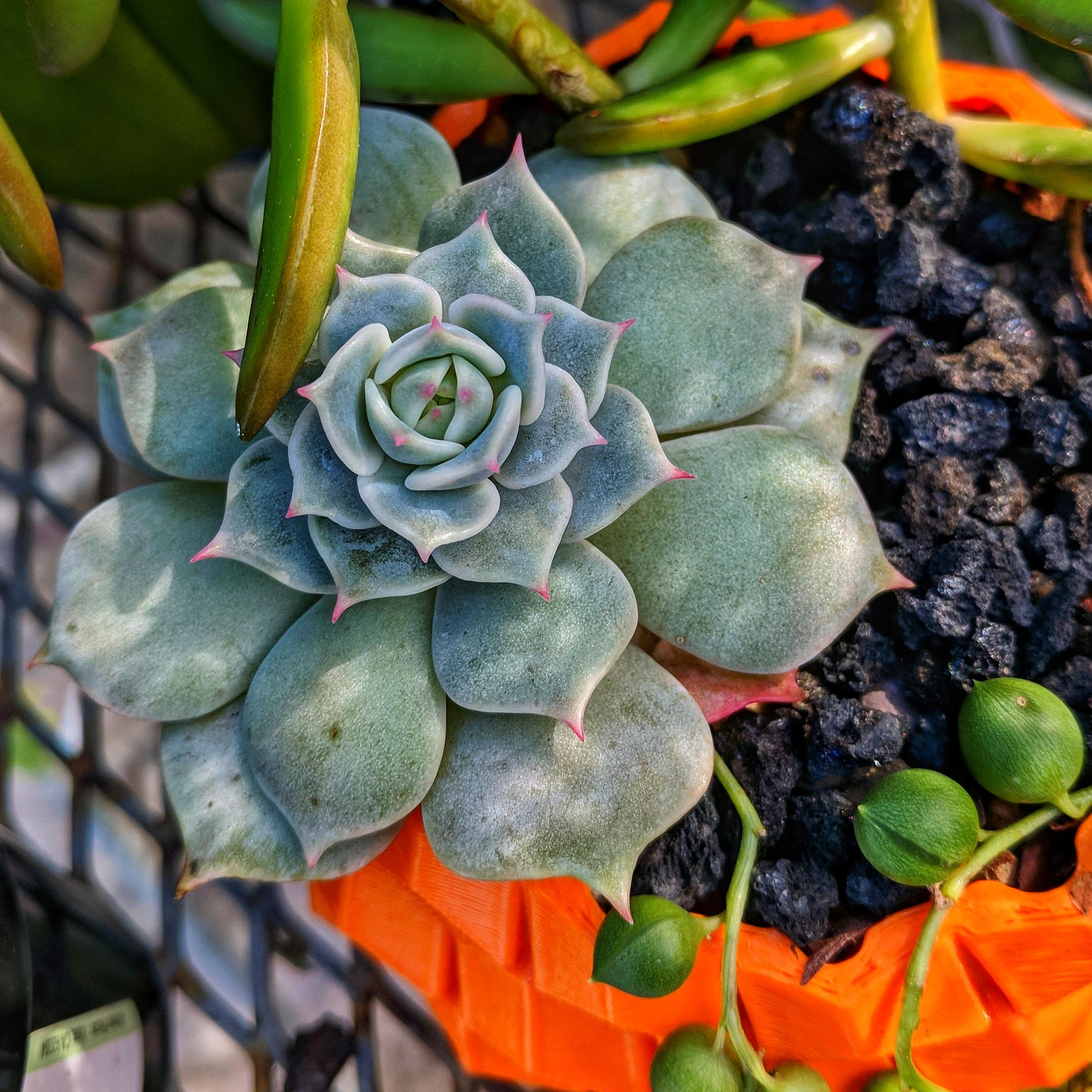 Amazing what proper growing conditions can do r/succulents